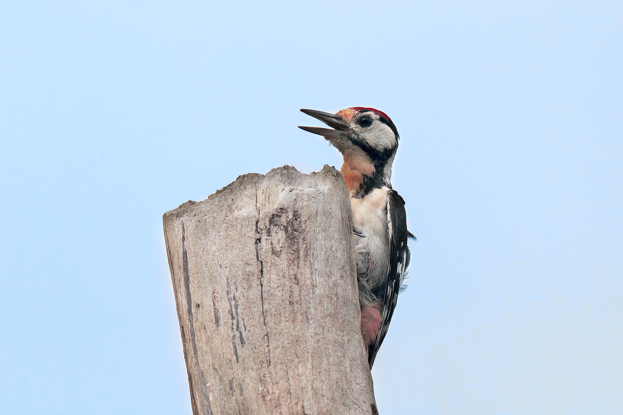 Young Big Red woodpeckers