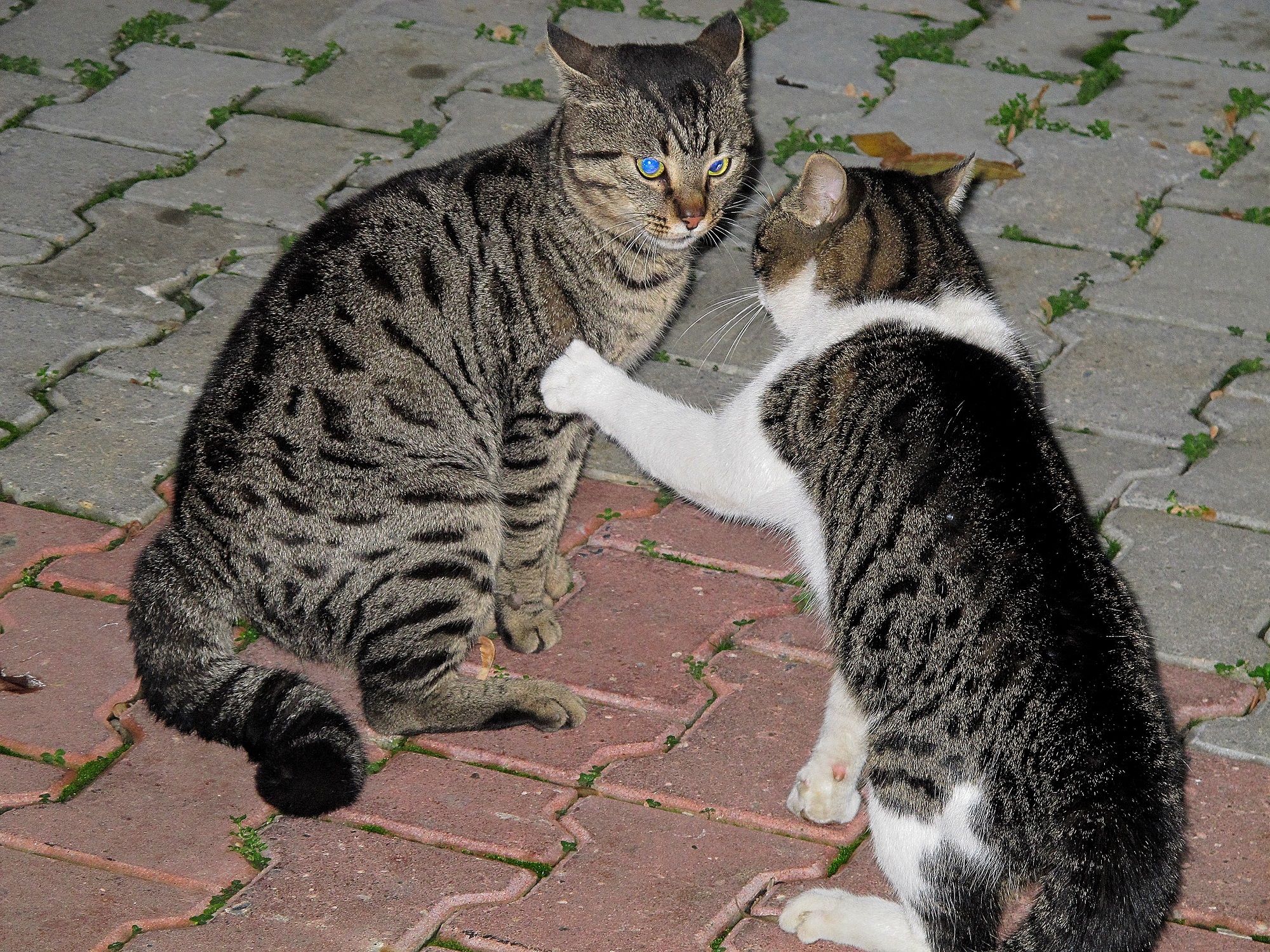 Ehi, tu! Dove andare senza pagare un conto?!!!