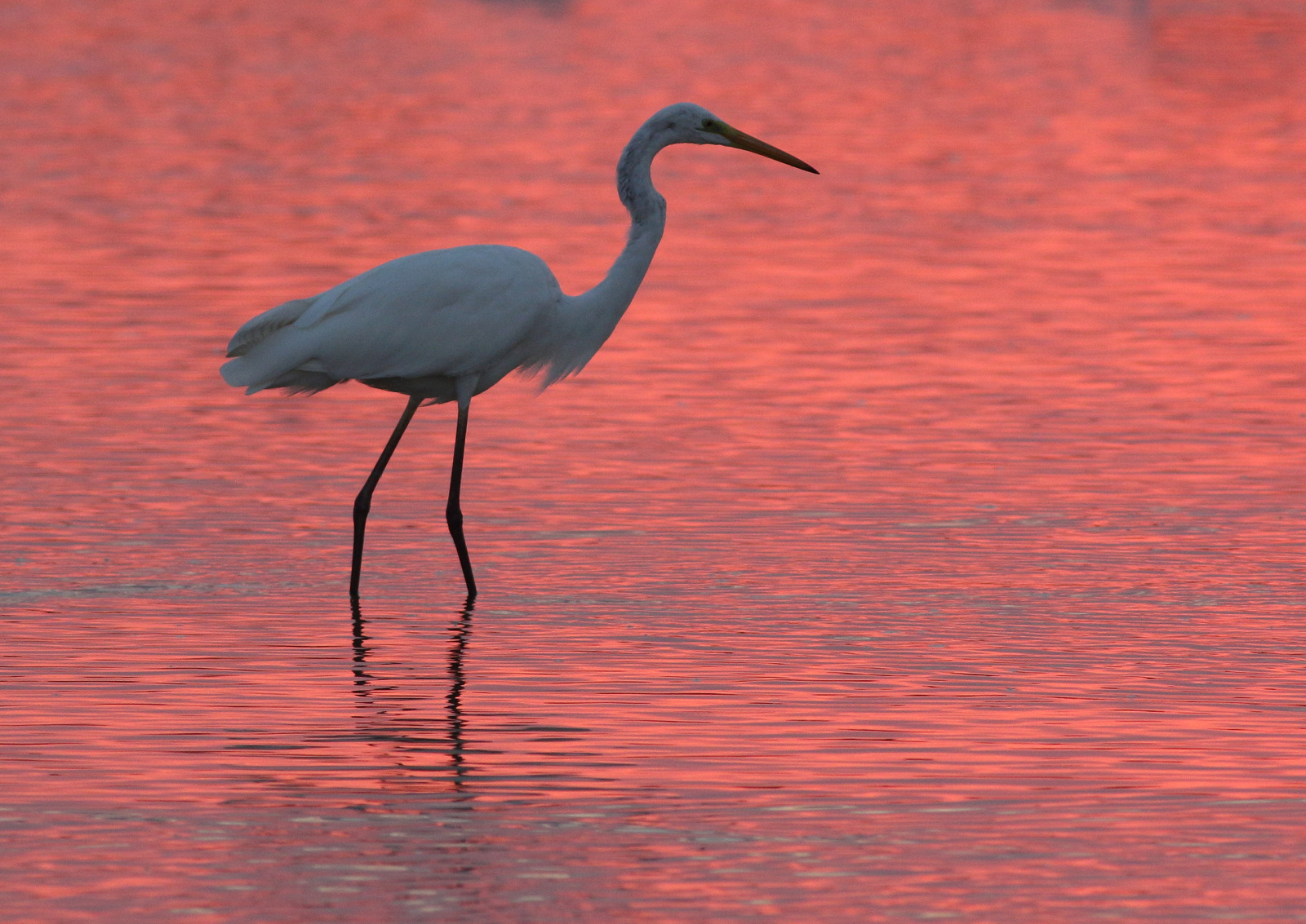 White Heron
