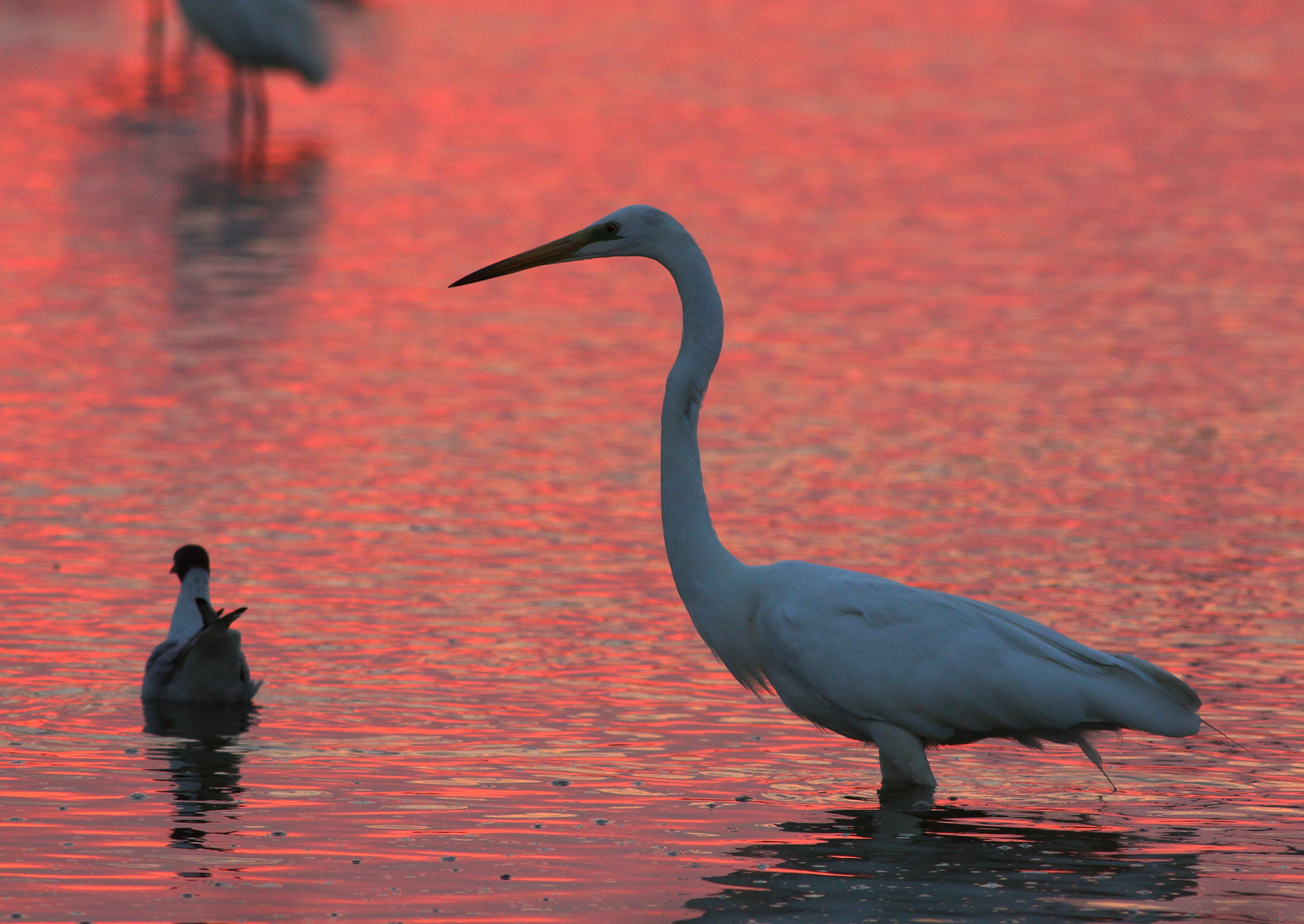 White Heron 1