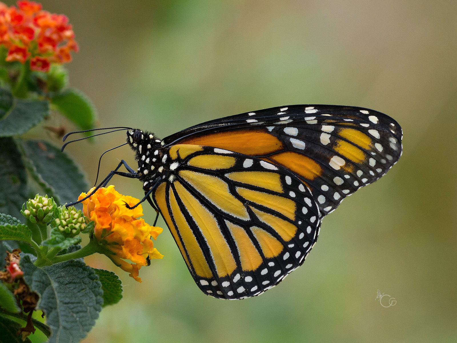 Danaus plexippus (Linnaeus, 1758)-Monarch butterfly