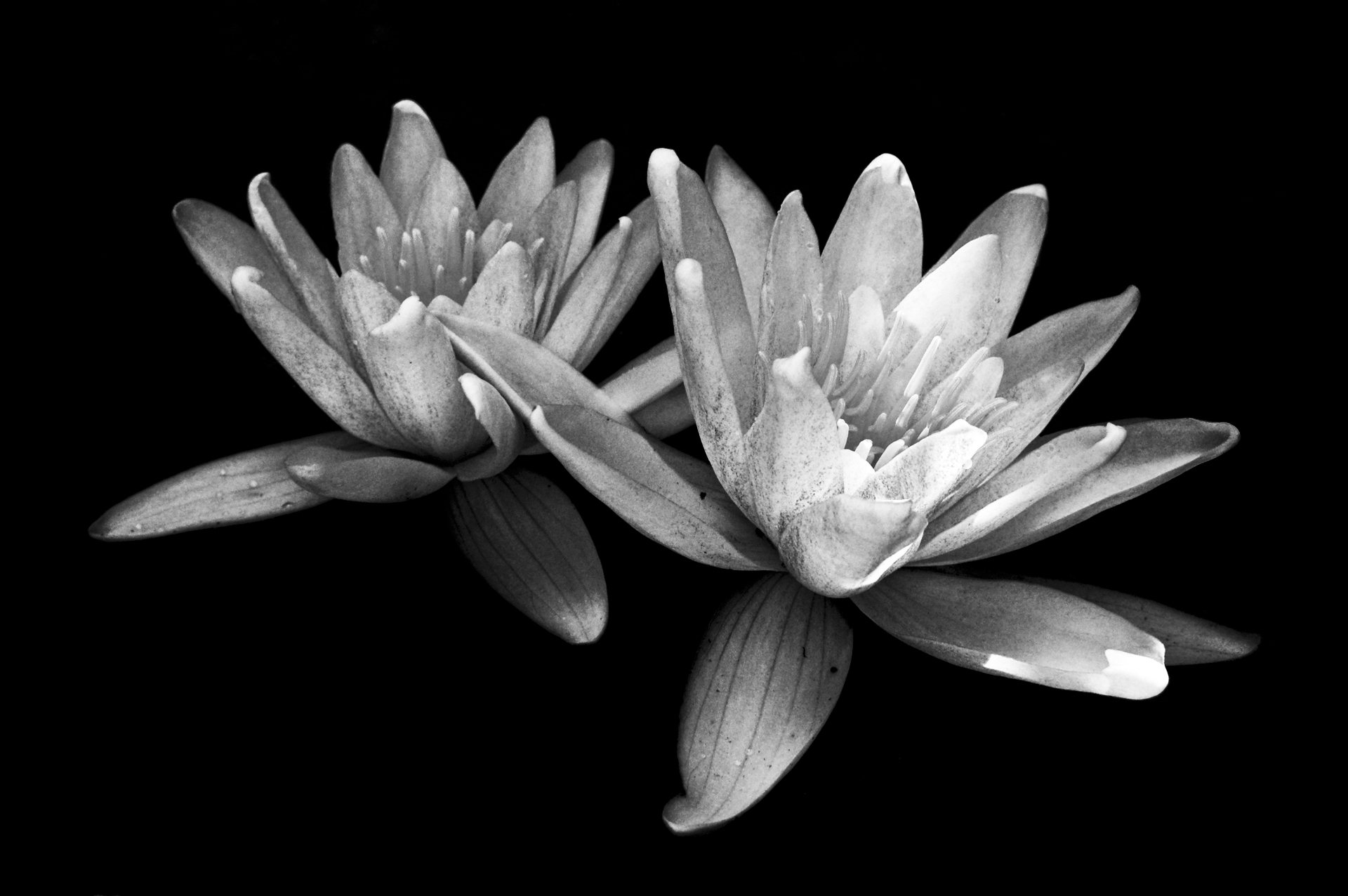 High Contrast water lilies
