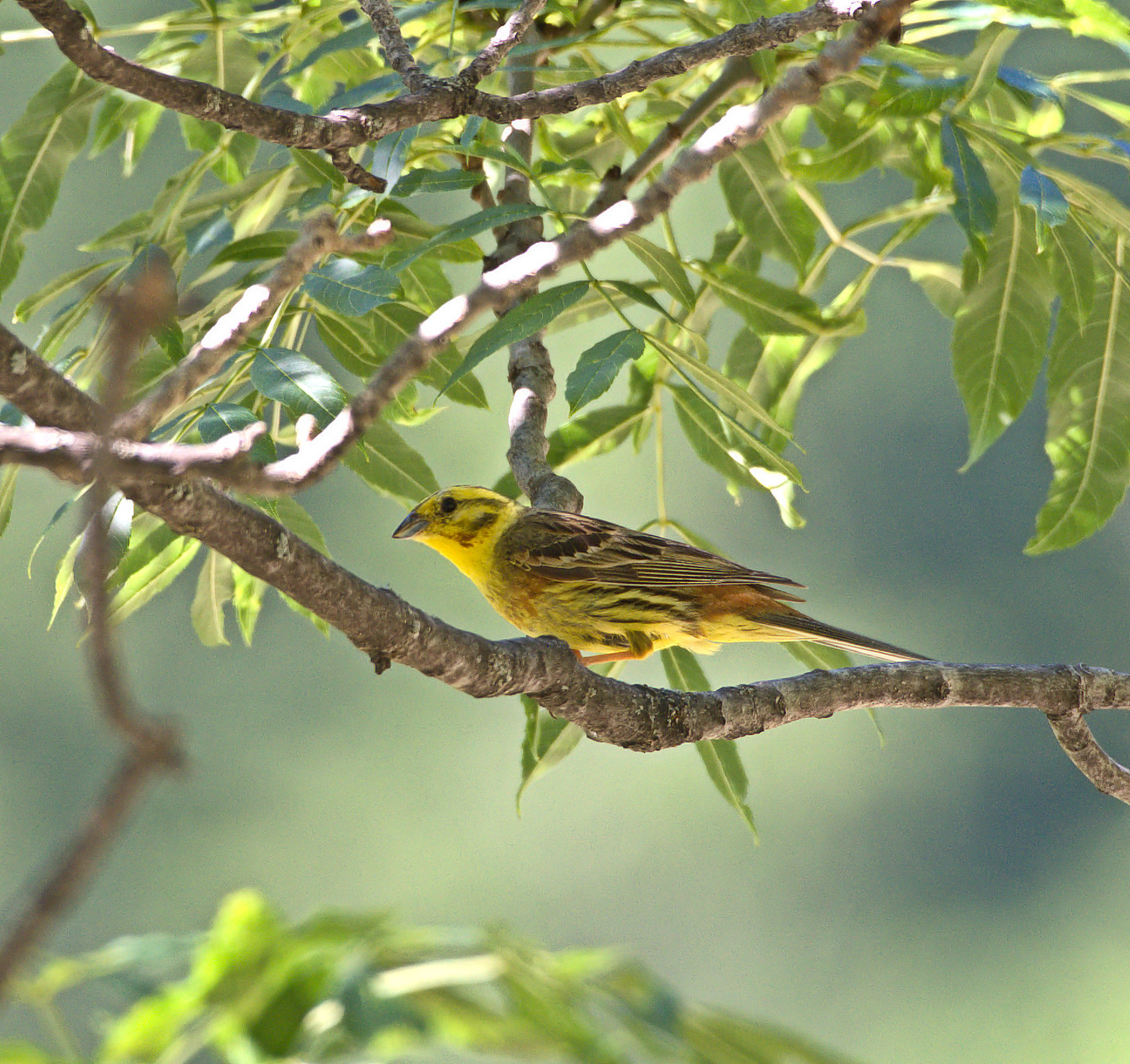 Yellowhammer