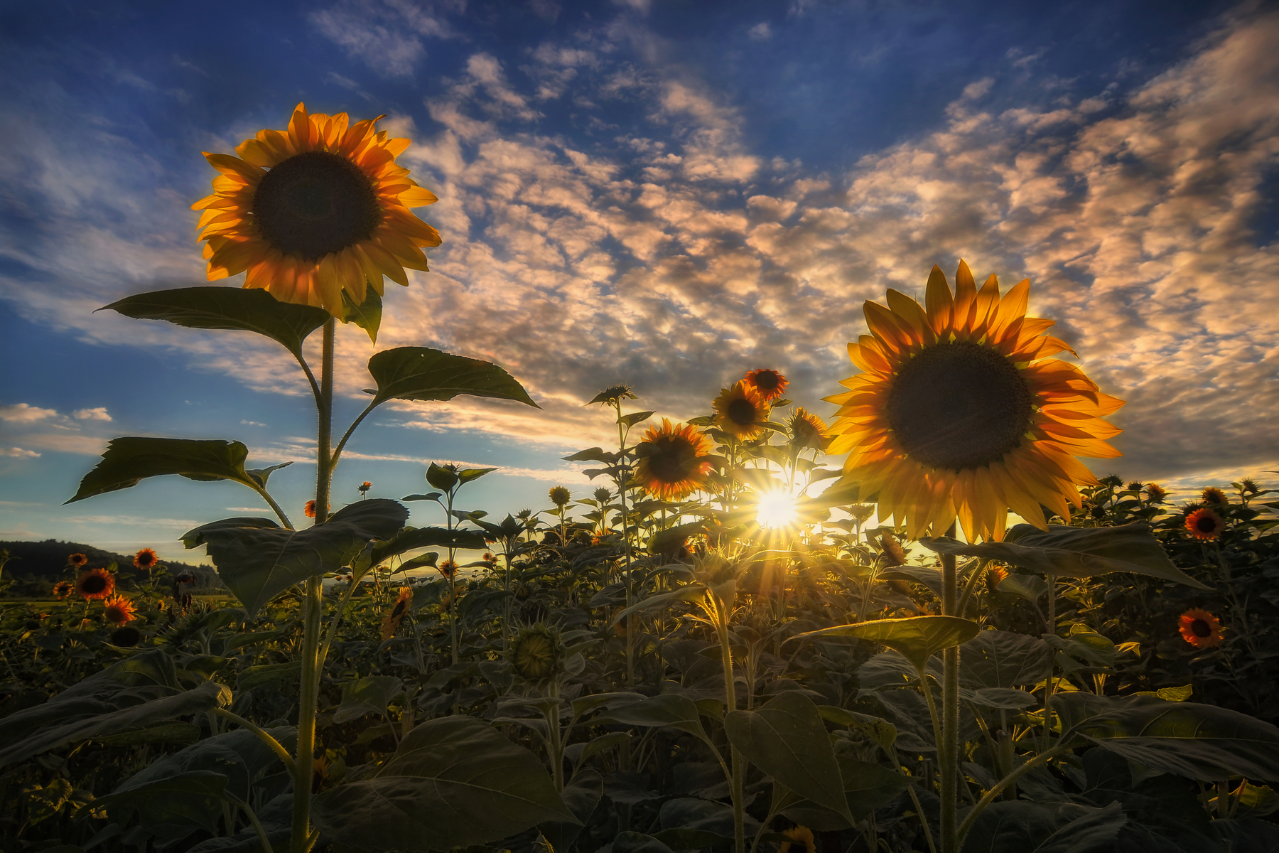 A thousand Beautiful Suns