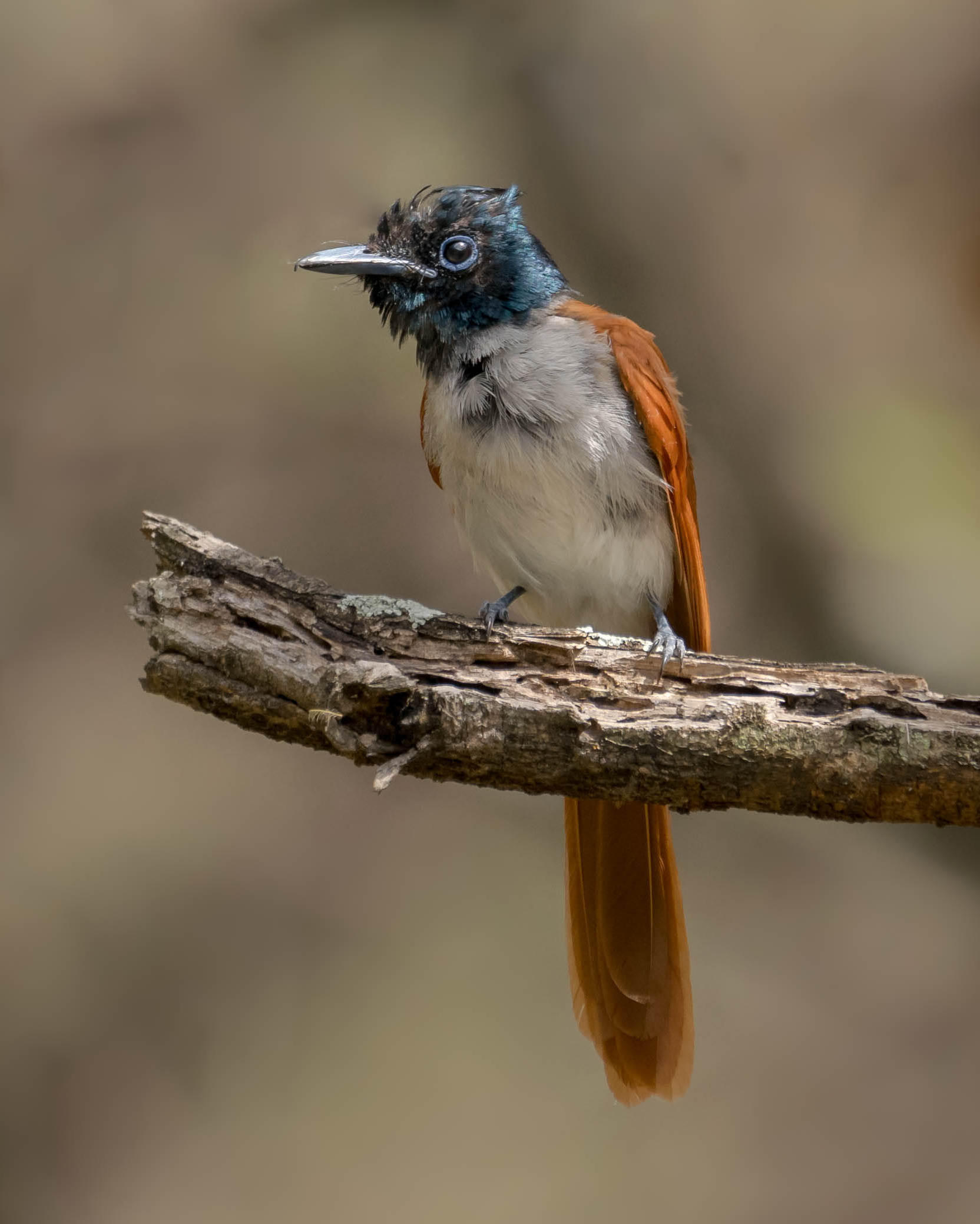 Paradise fly catcher female