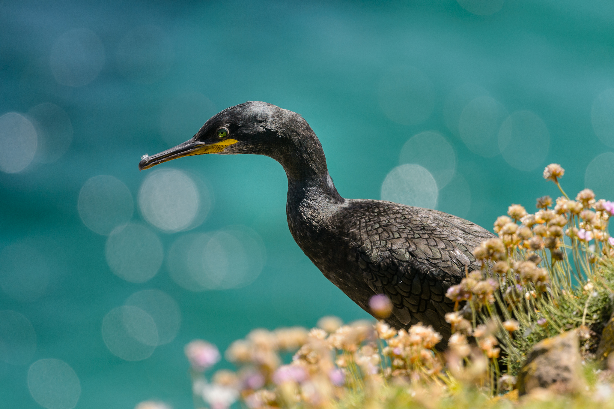 Cormorant