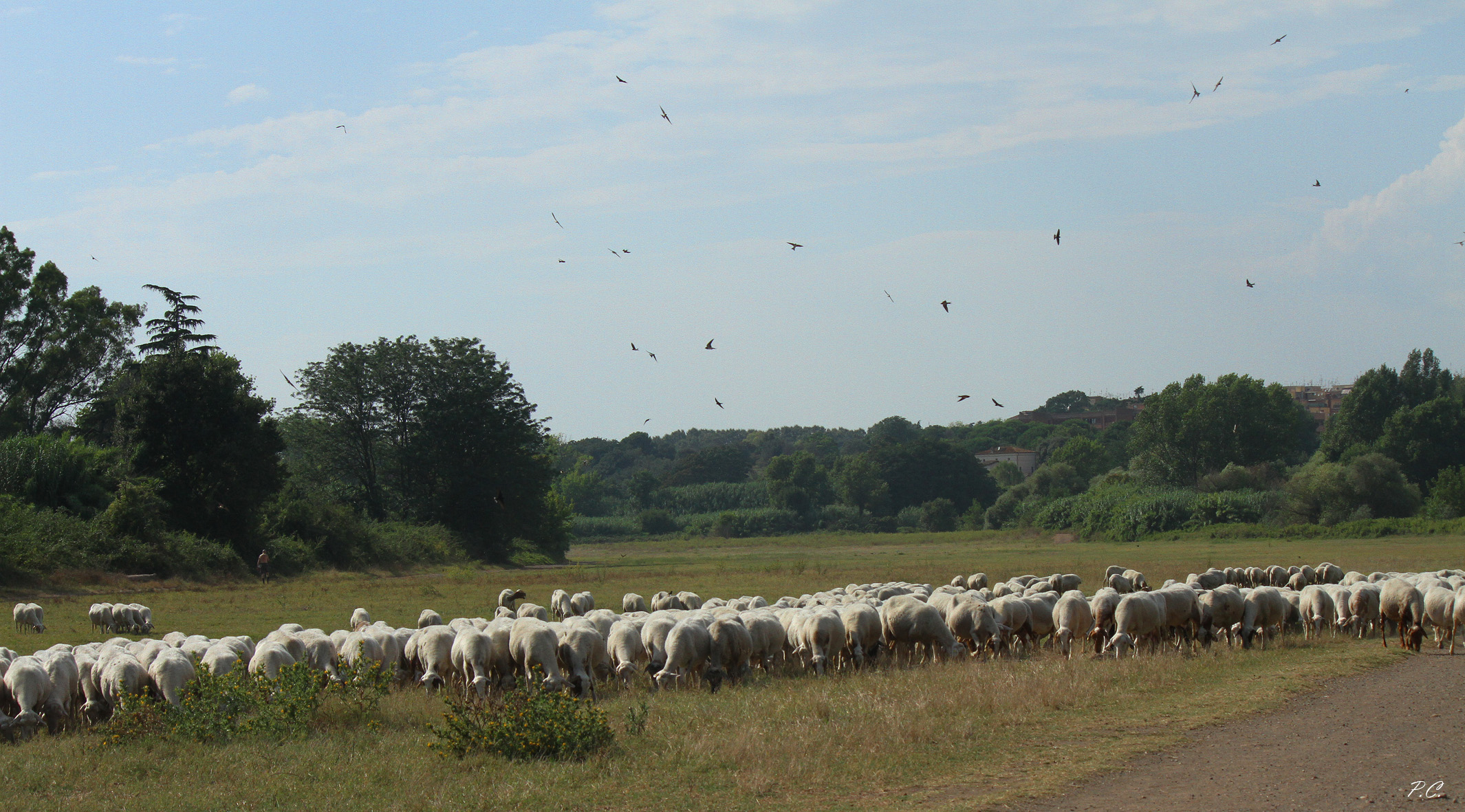 Between Bleats and Garriti