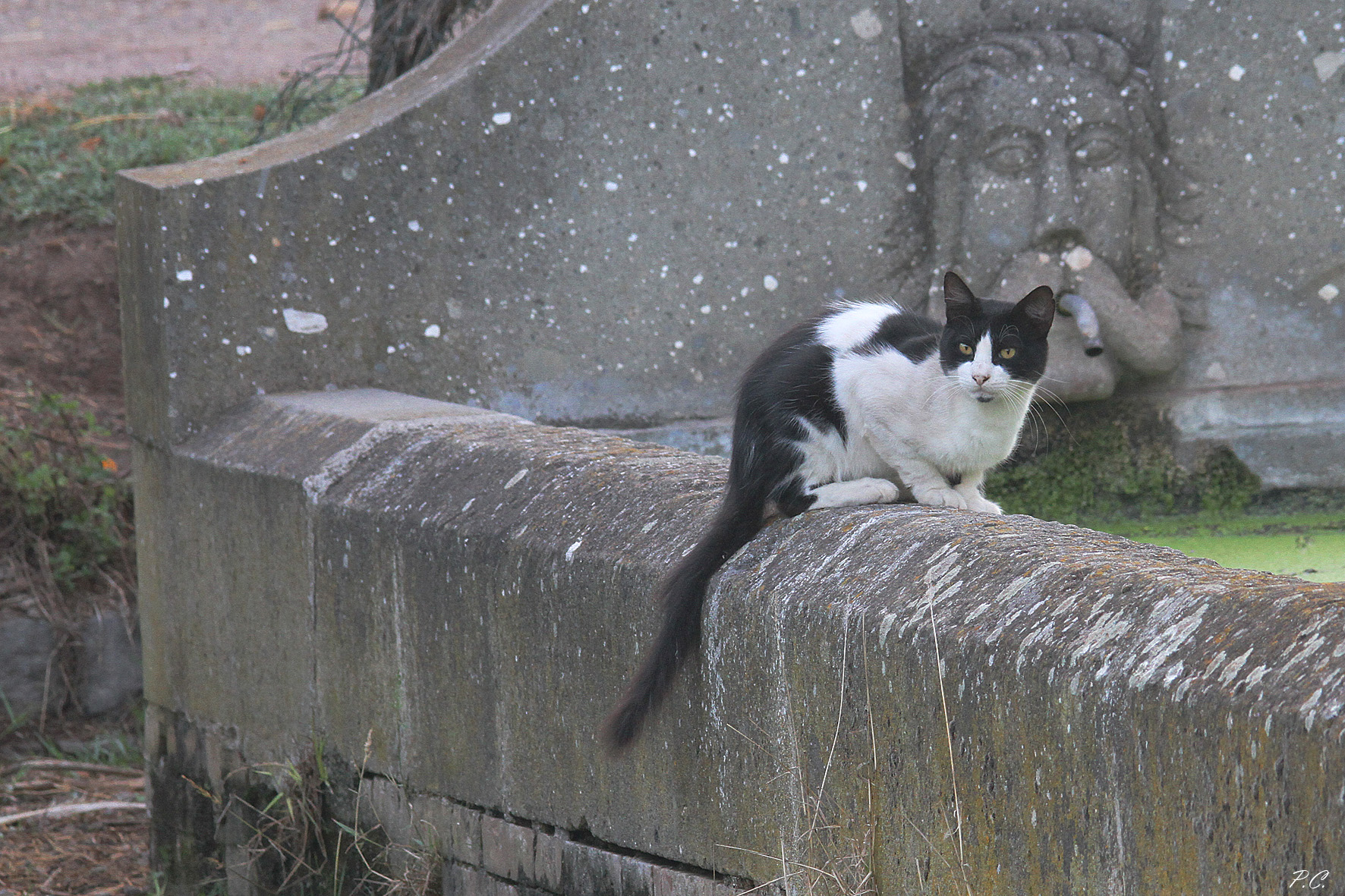 il gatto e il nasone