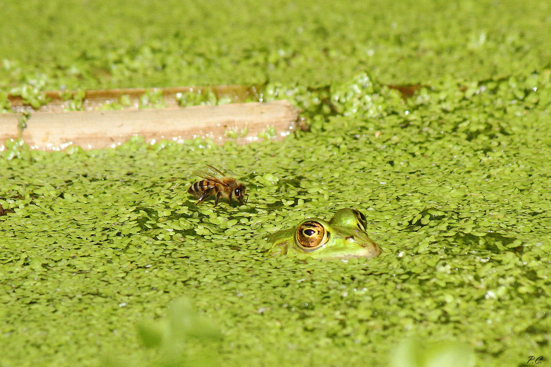 rana con l' "ape"..in pensione su 3 ruote