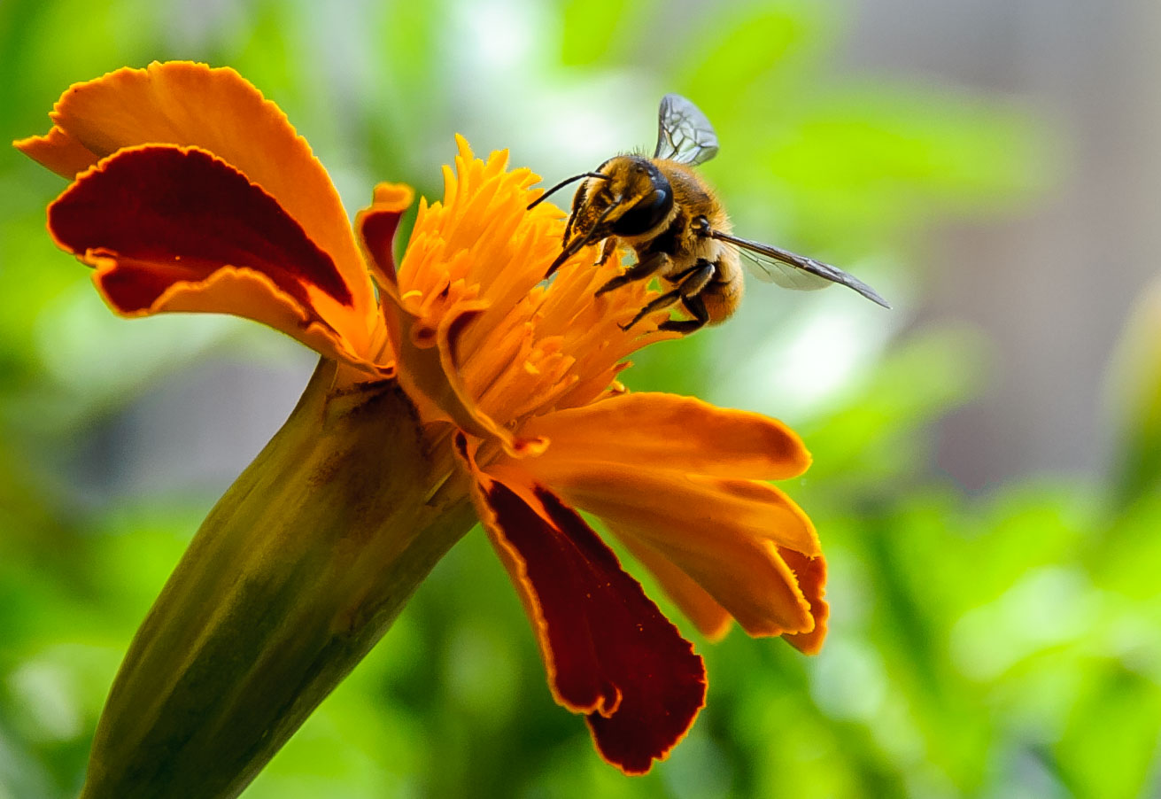 Worker on Marigold