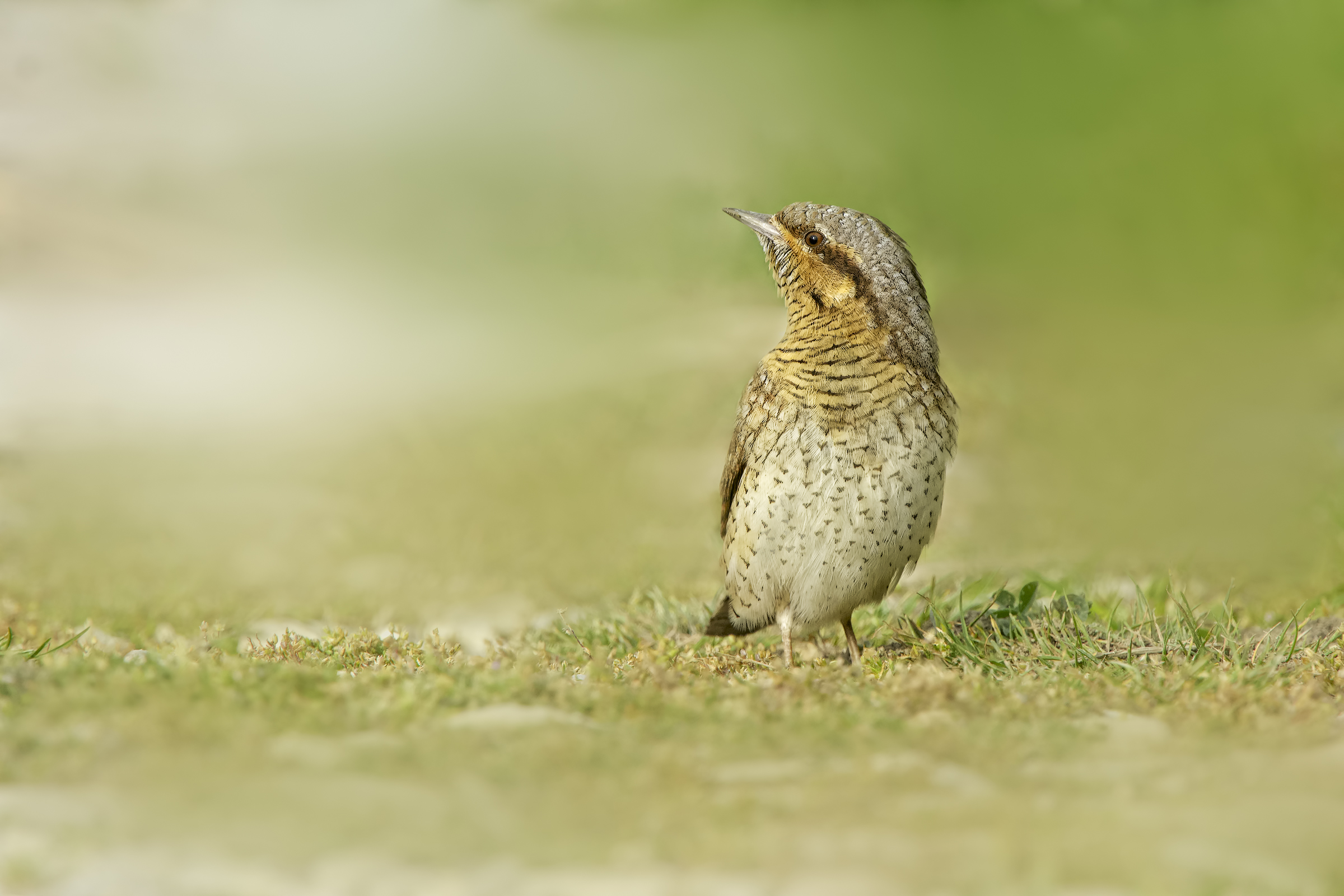 Torcicollo - (Jynx torquilla)