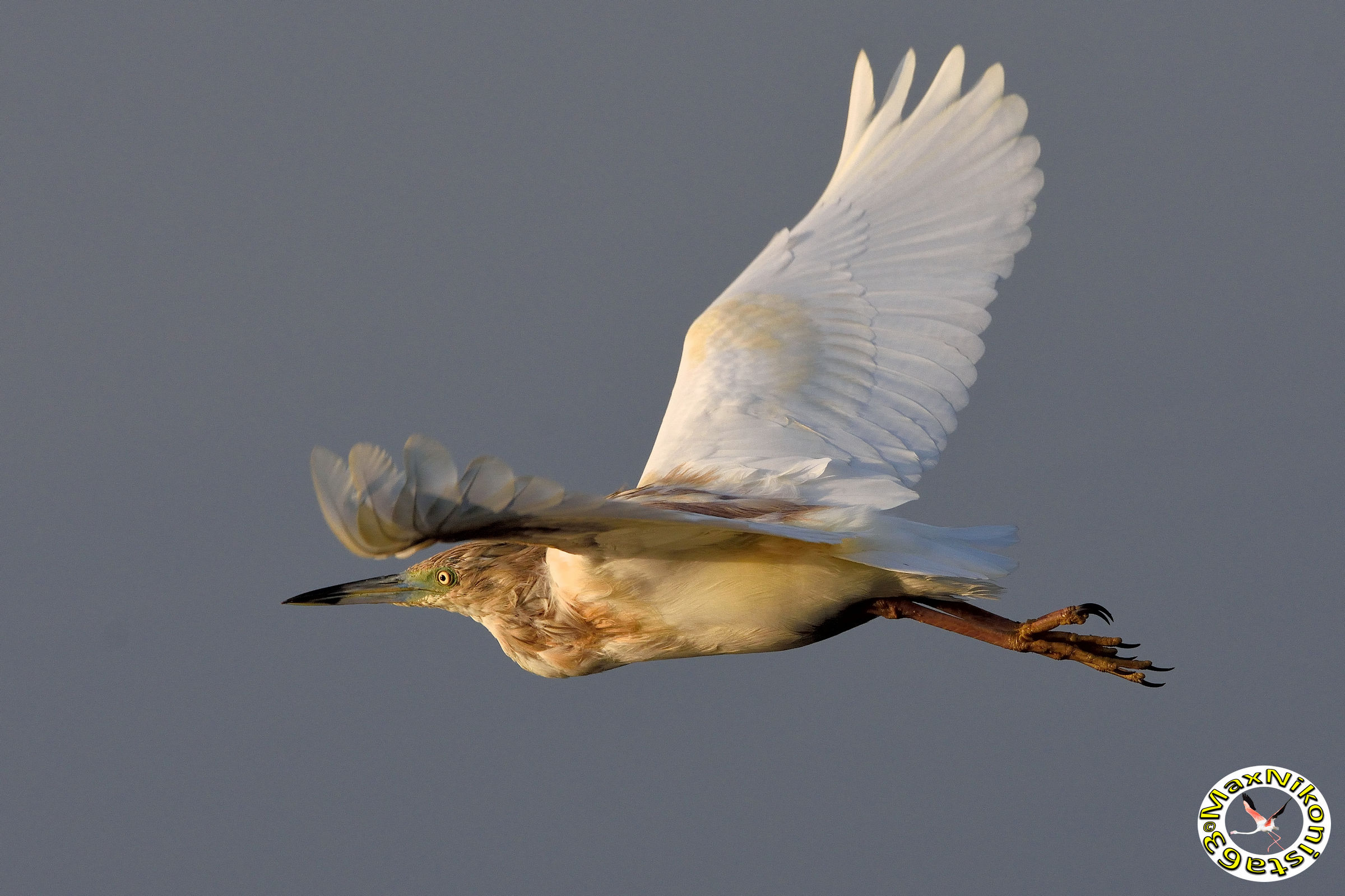 Flight of the Squacco sprig