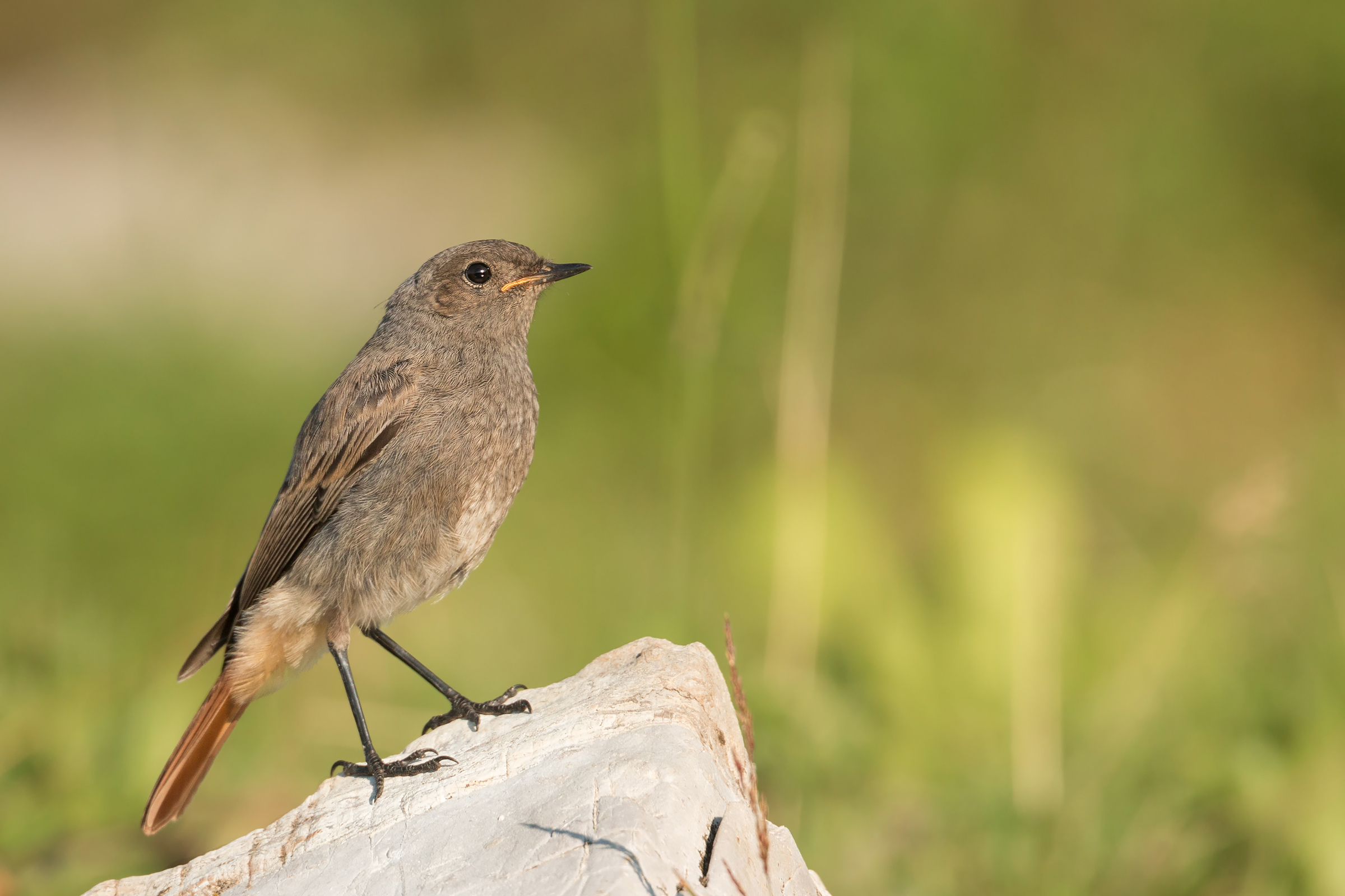 giovane spazzacamino