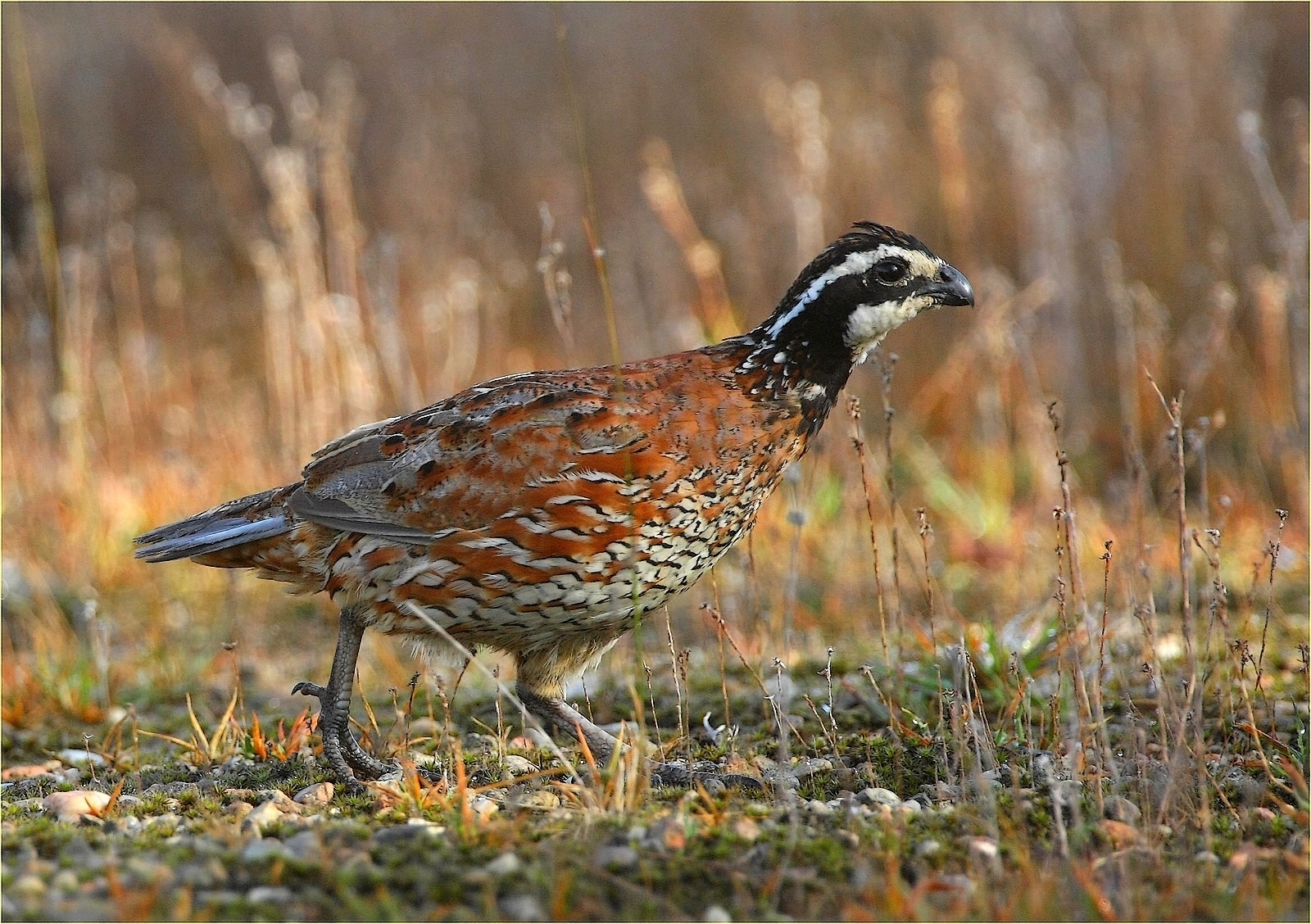 ,, Virginia Colander,, Ticino Park,