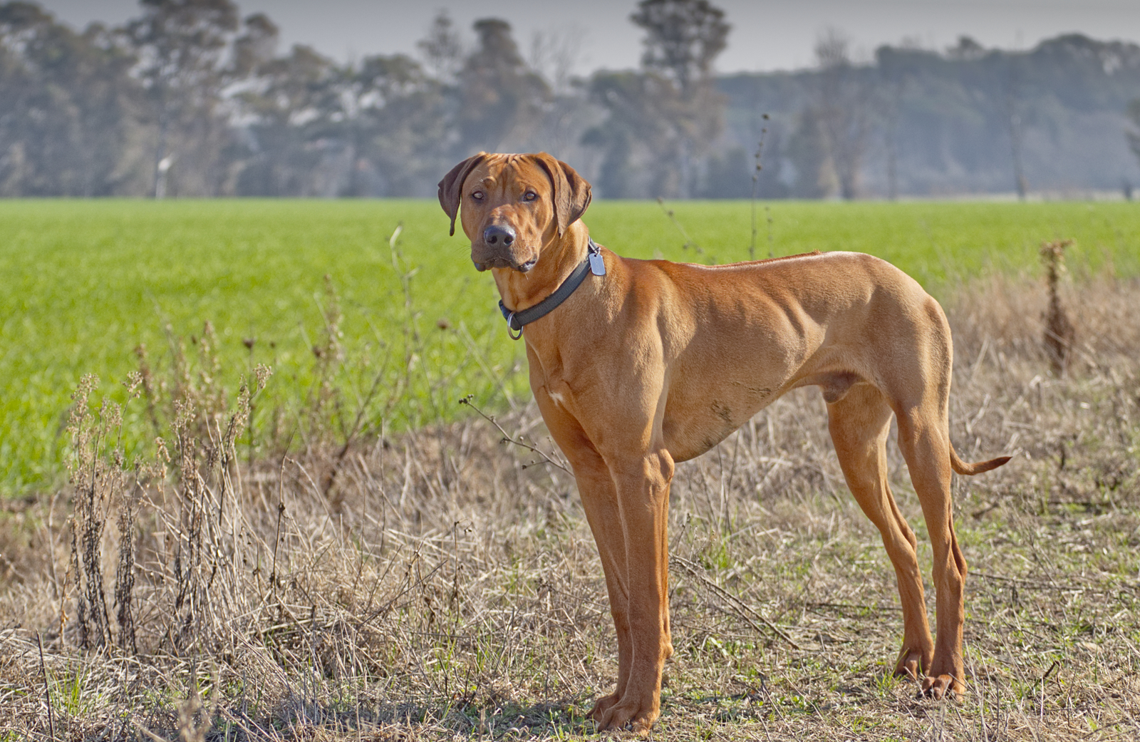 Io sono un Rhodesian .......