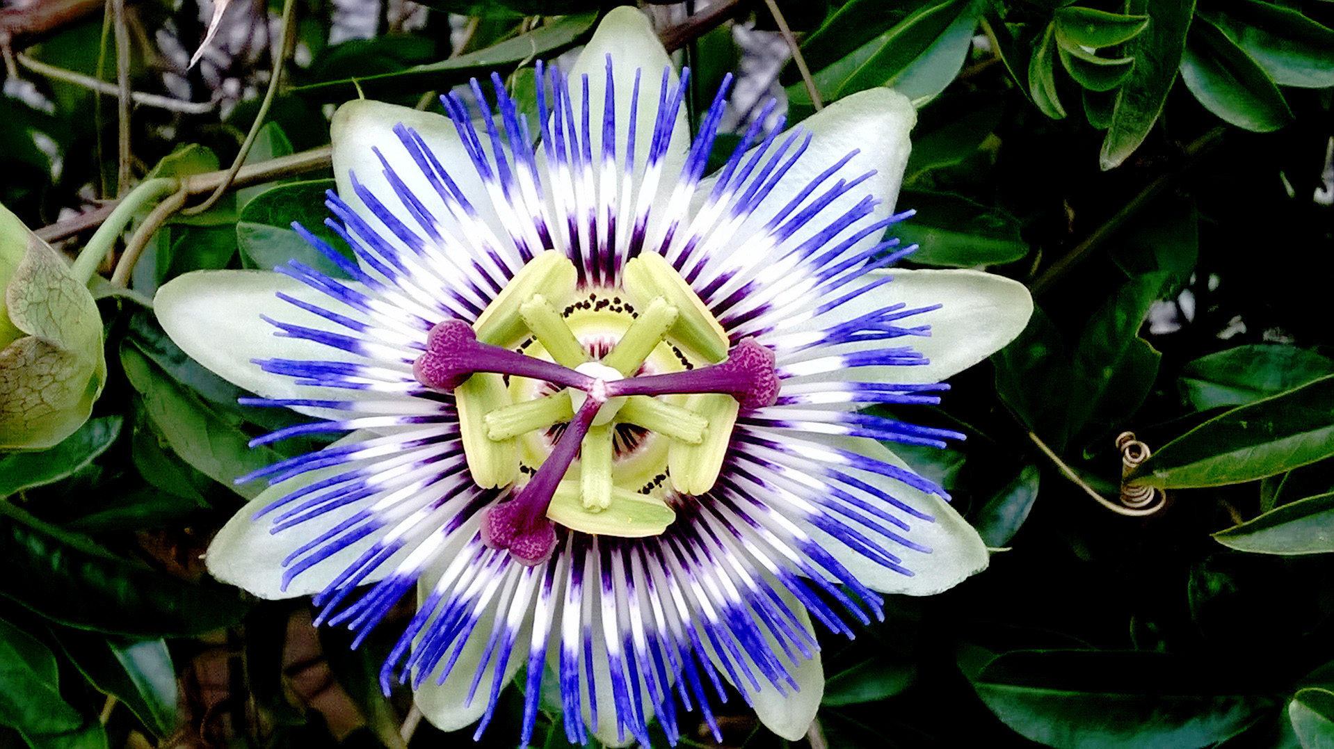 Passiflora