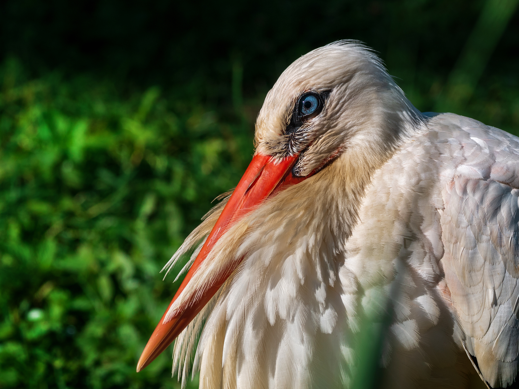 Stork