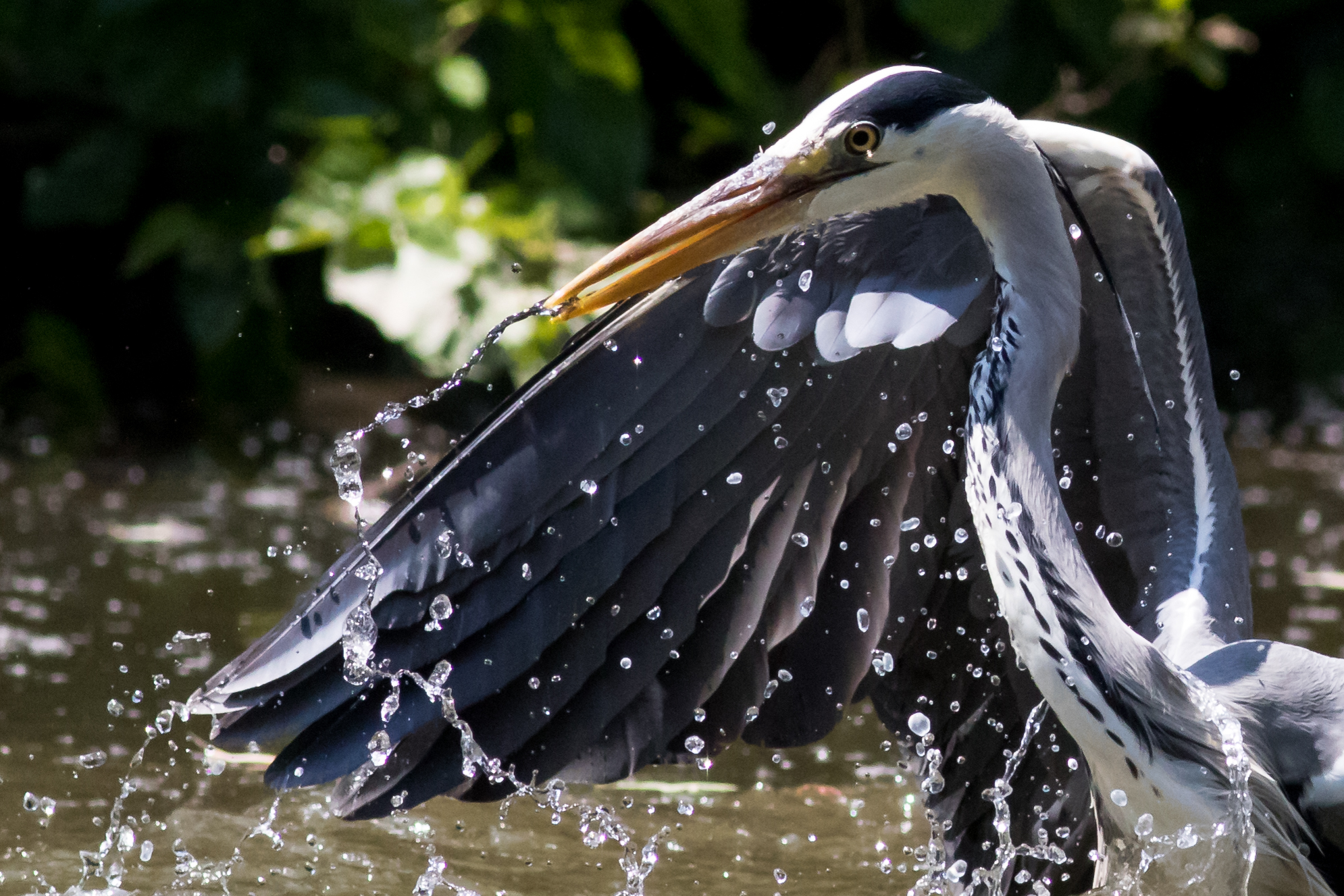 Aurone Cenerino in pesca