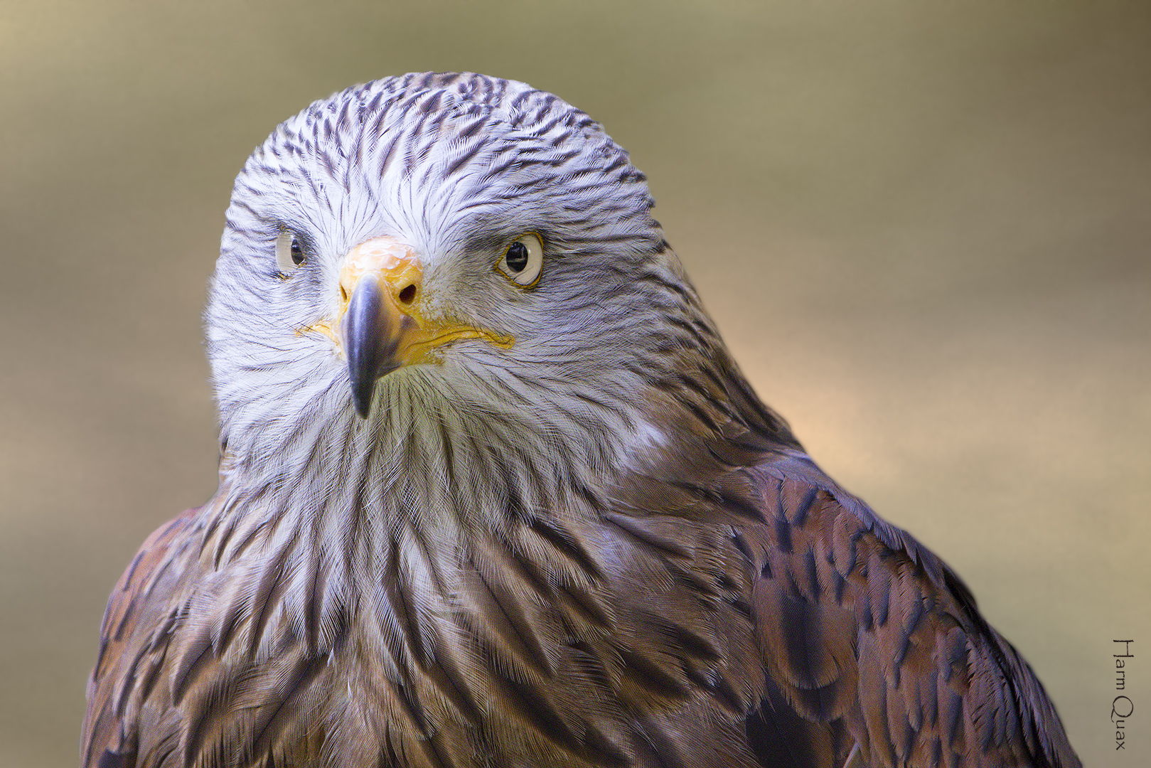Red kite (Milvus milvus)