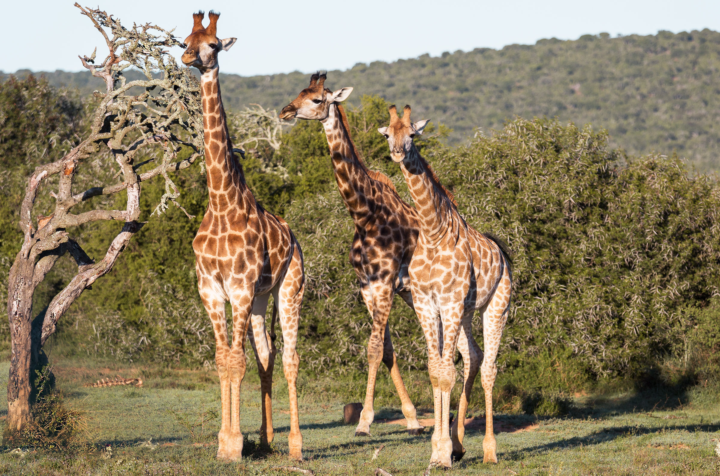 The three giraffes.