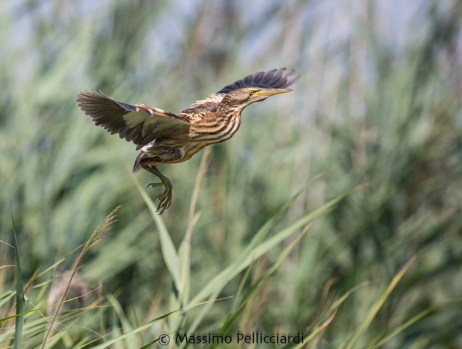 Il salto della Tarabusina