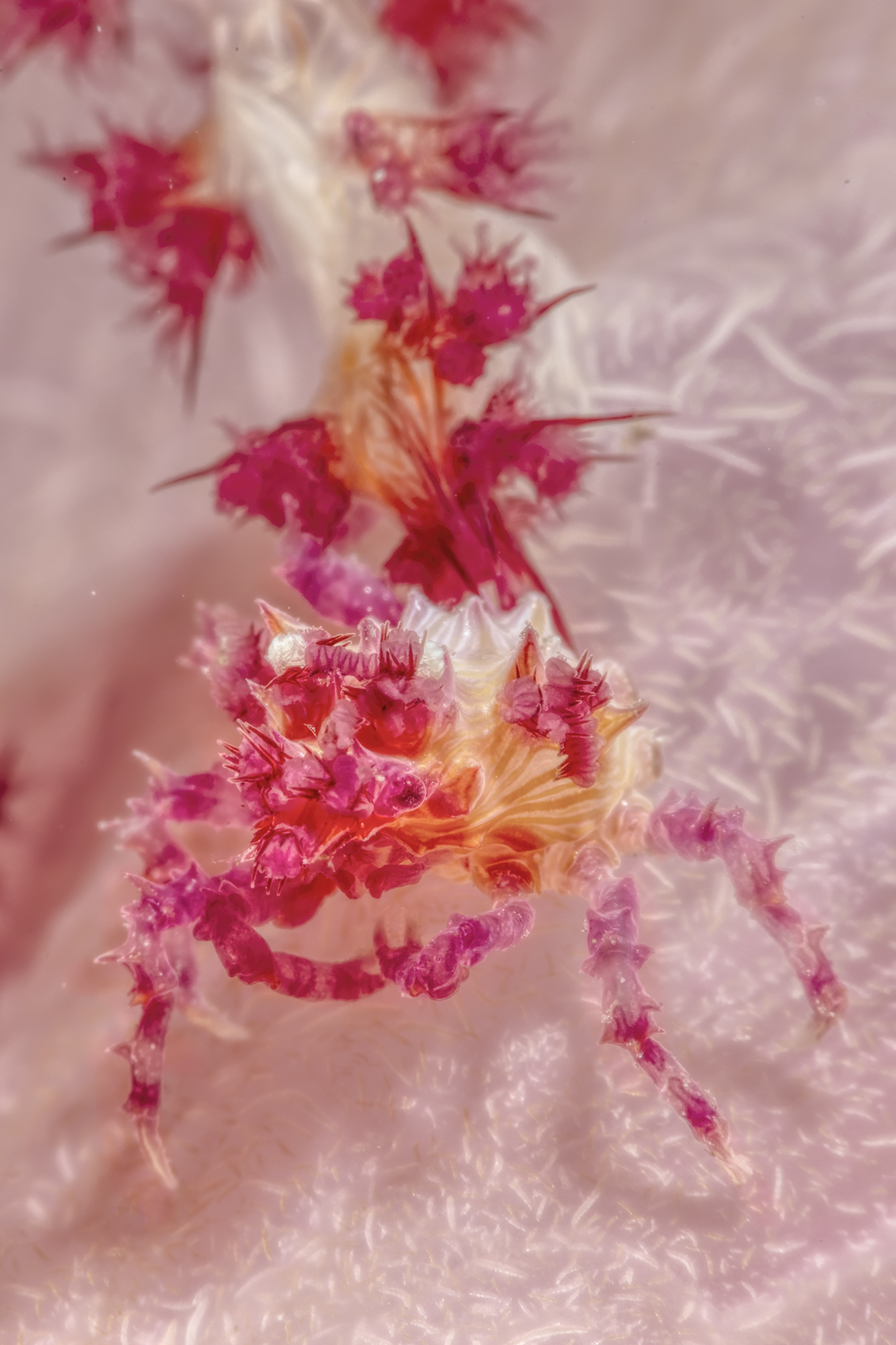 Oatesi hoplophrys Candy Crab, crab of the alcionaires.