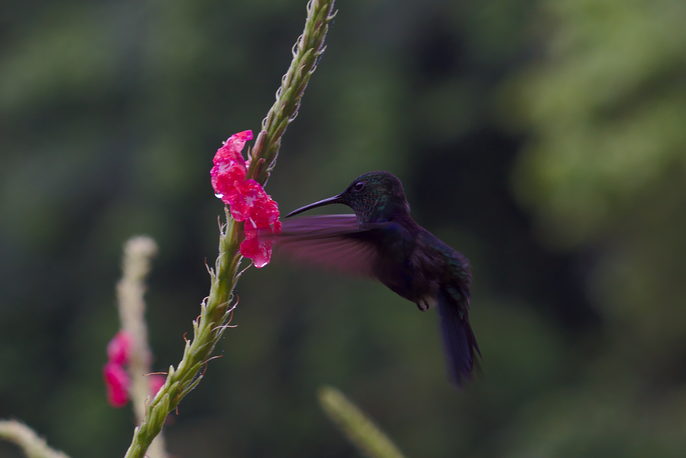 Colibri'