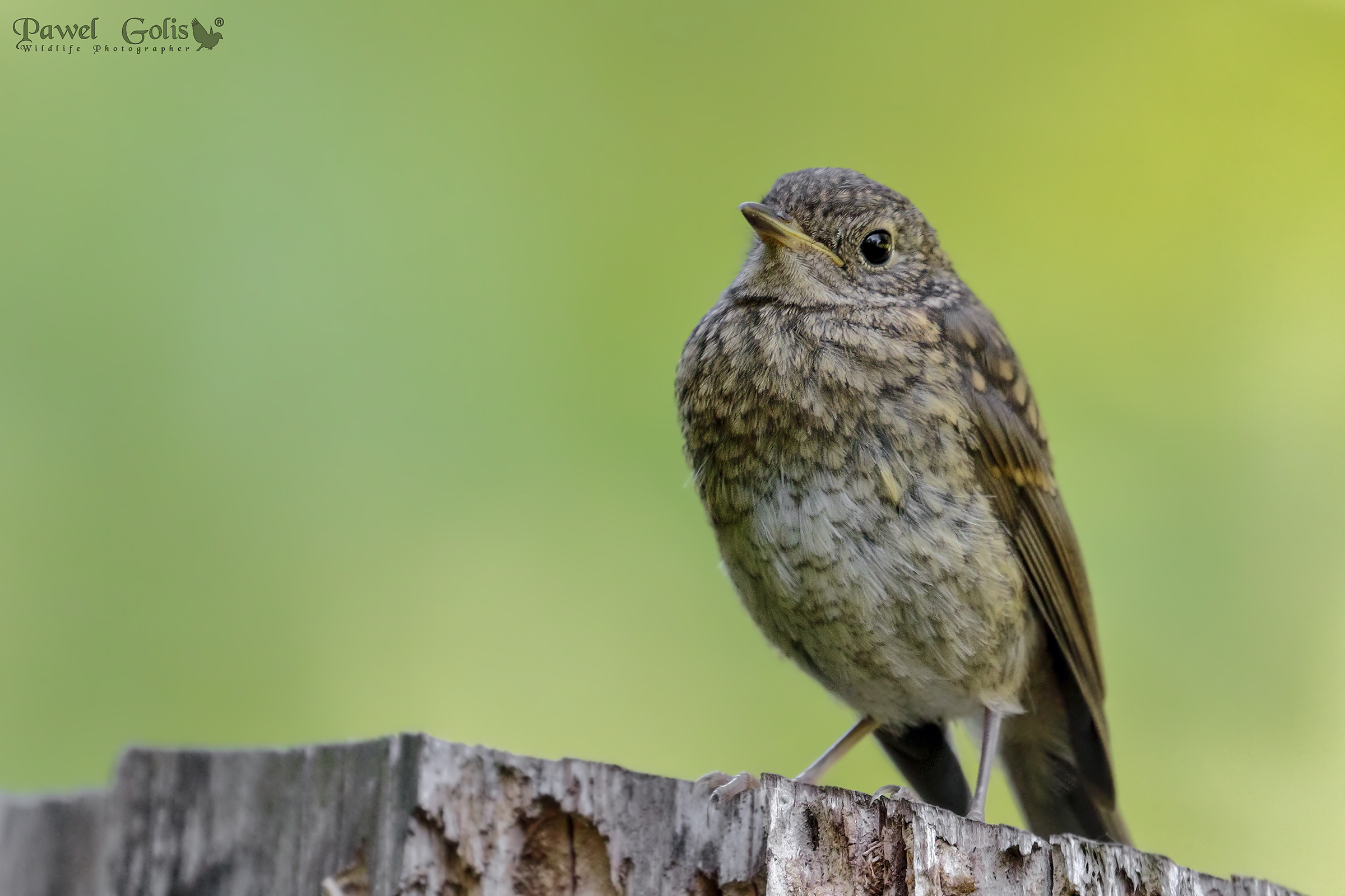 Juvenile  robin (Erithacus rubecula)