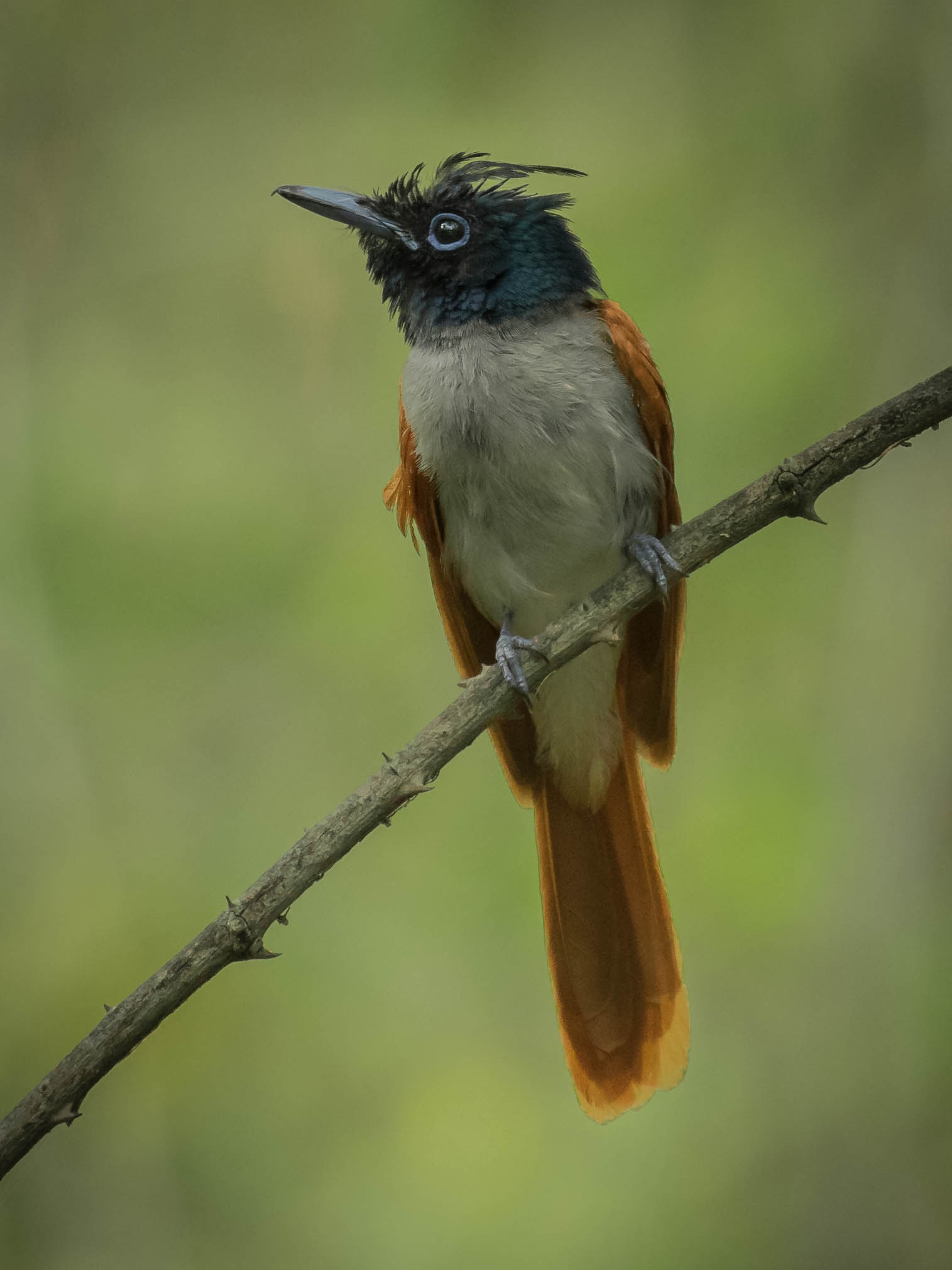 Paradise flly catcher female