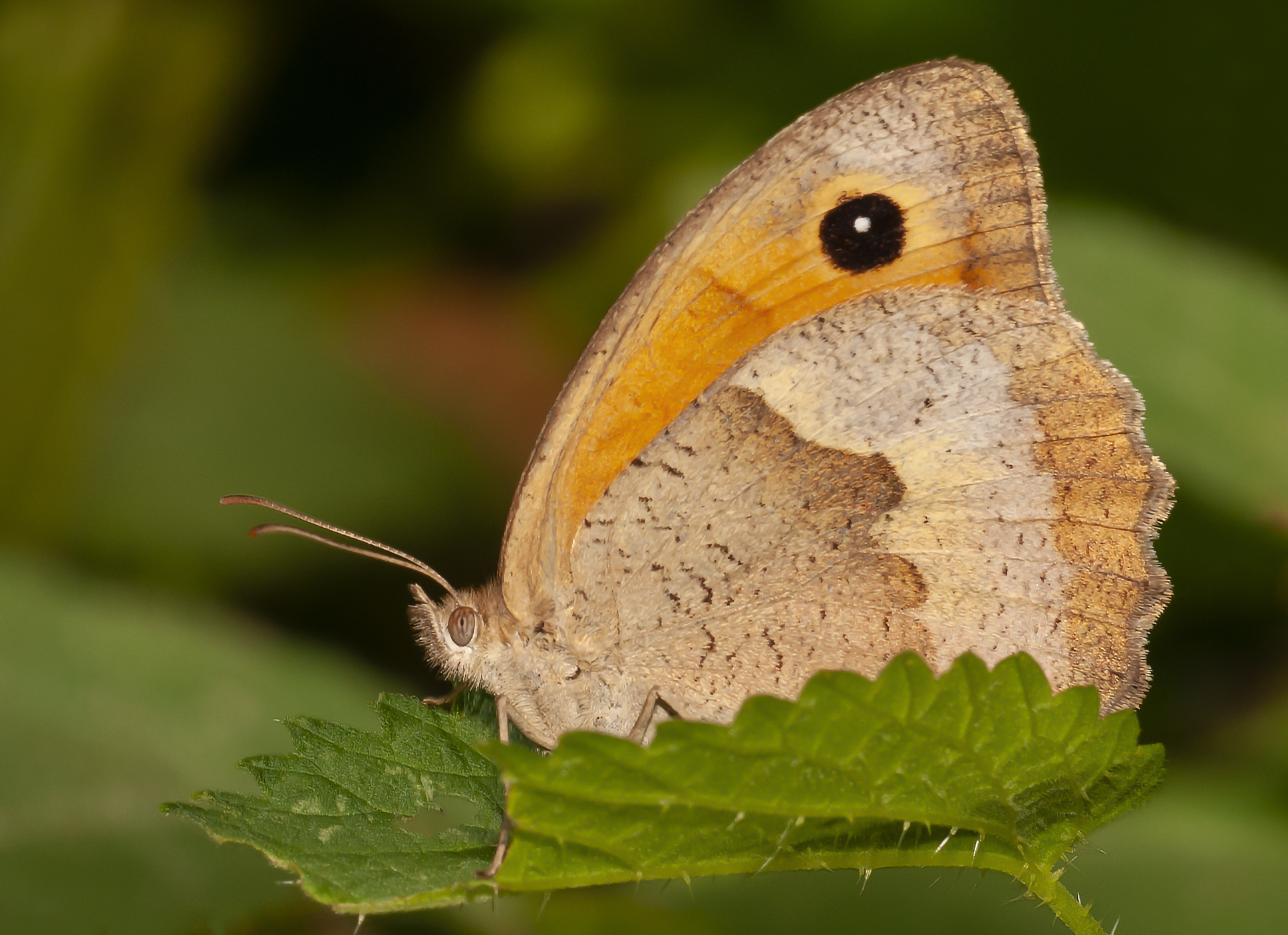 Maniola Jurtina