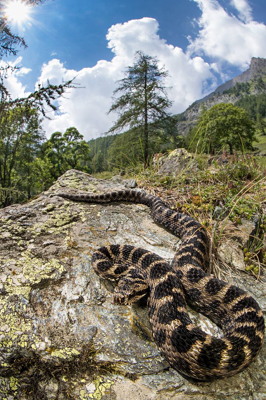 Vipera Aspis aspis