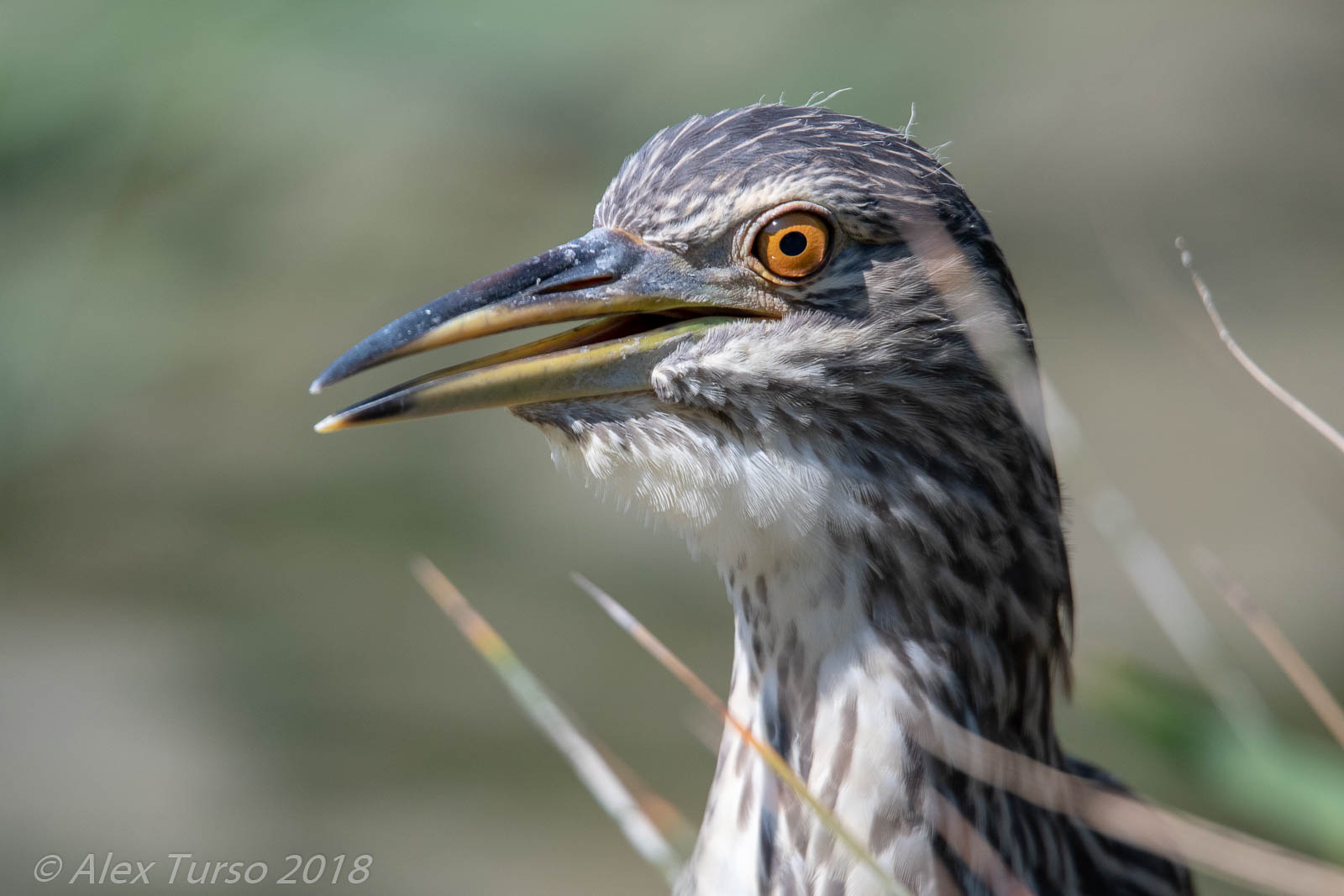 Nitticora (Nictycorax Nictycorax )