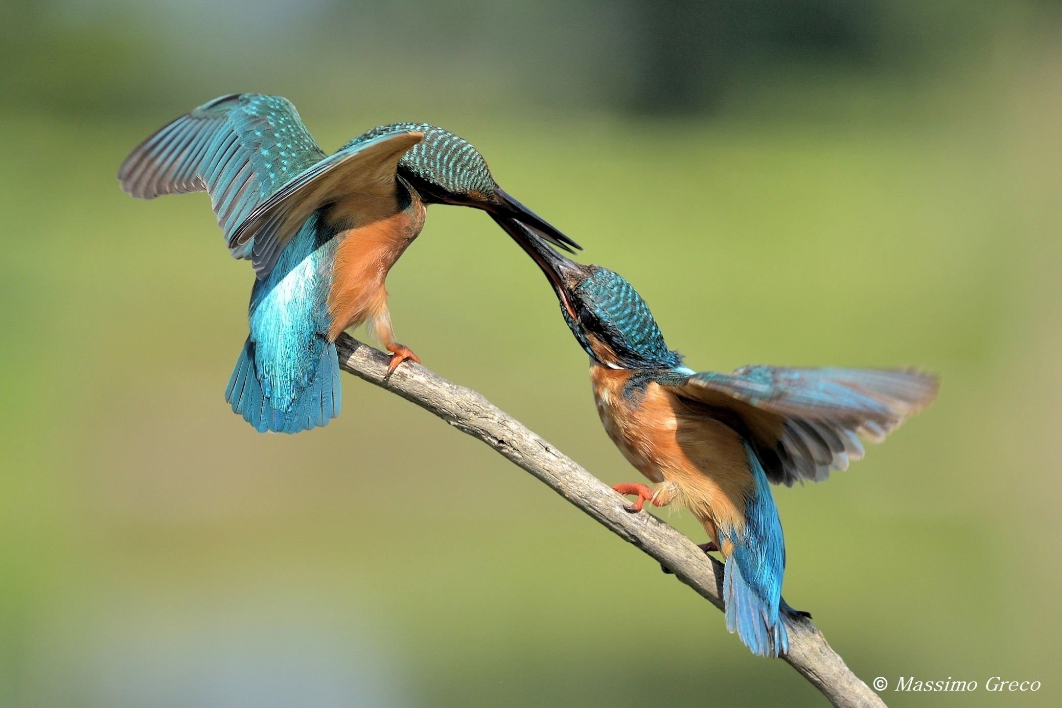 Scaramucce d'amore . Martin pescatore