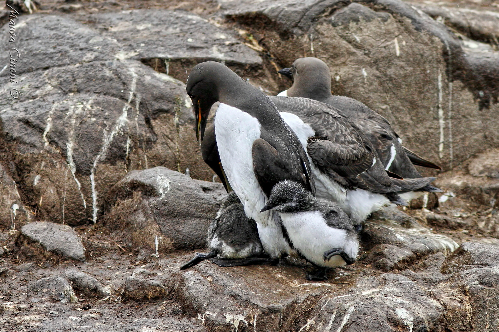Guillemots with Pulli