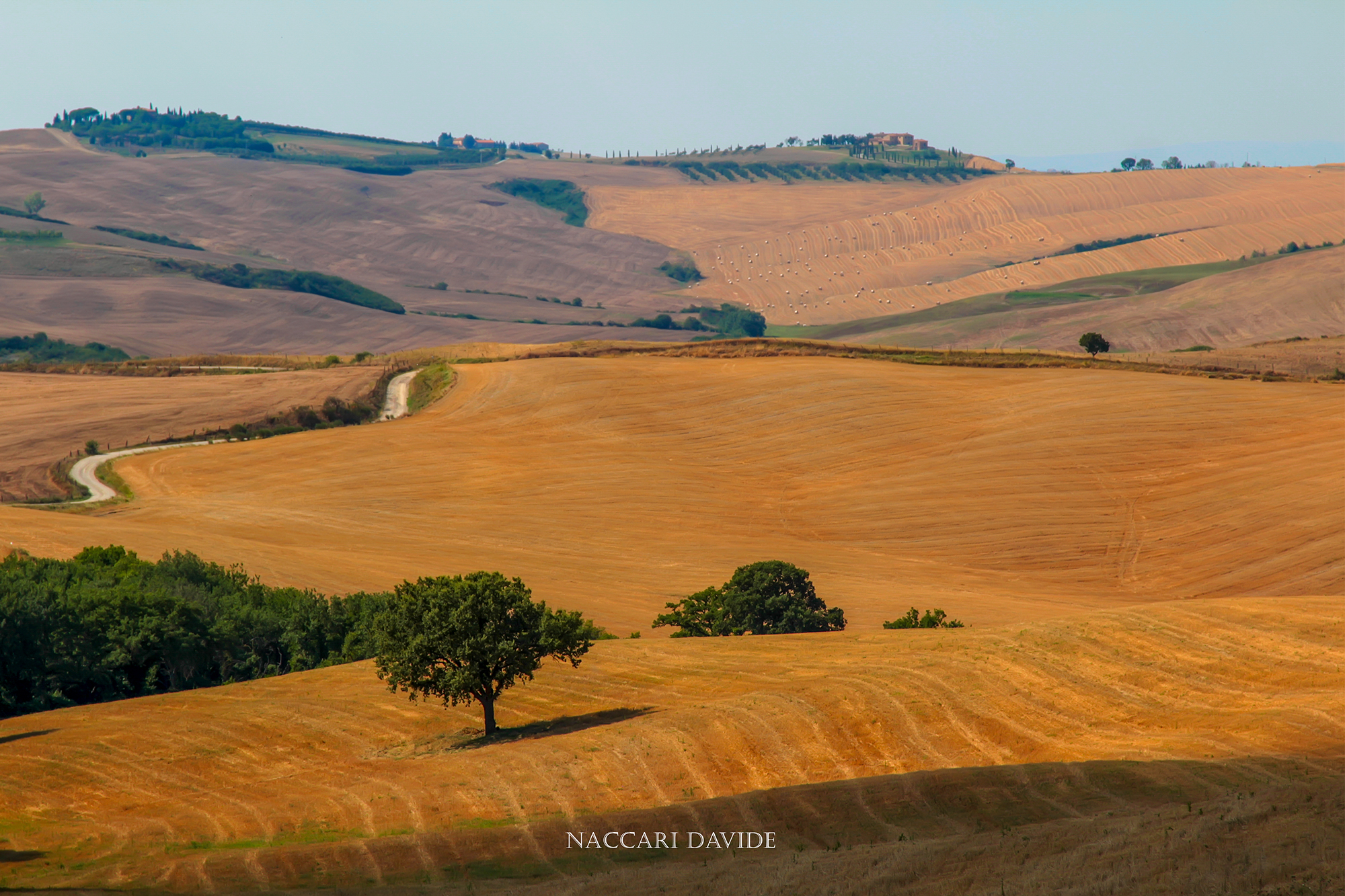 l' Albero della Collina