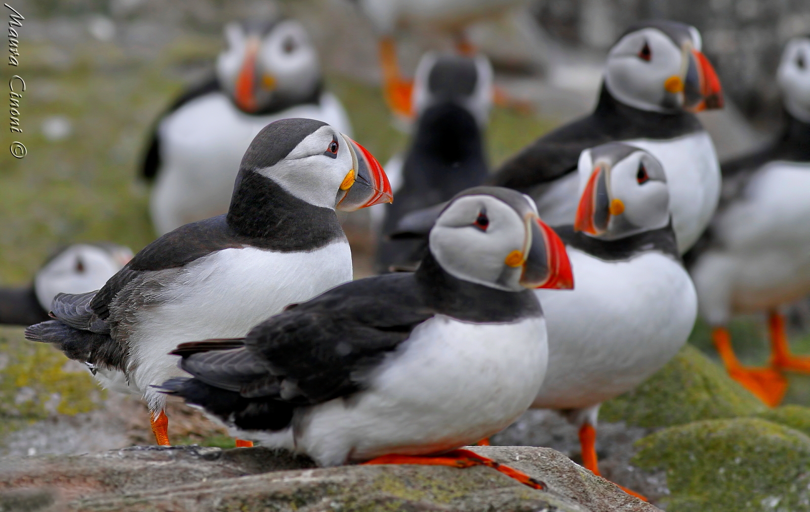 Puffins