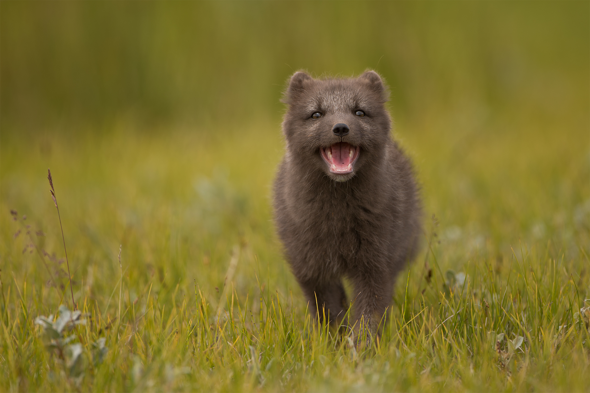Vulpes lagopus (Arctic fox) - Iceland
