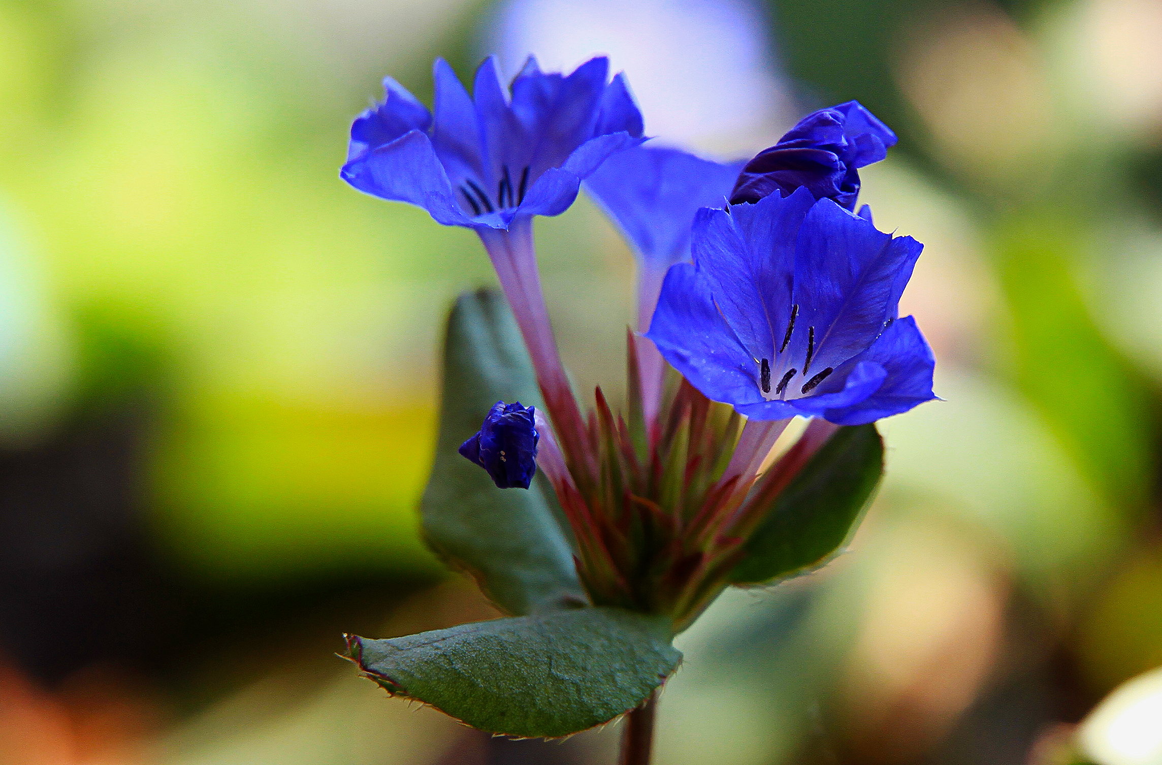 piccoli fiori infestanti