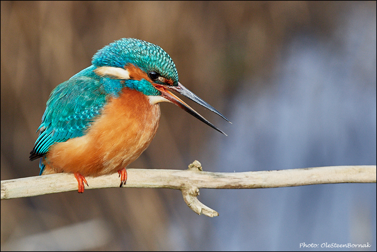 Isfugl, Martin pescatore