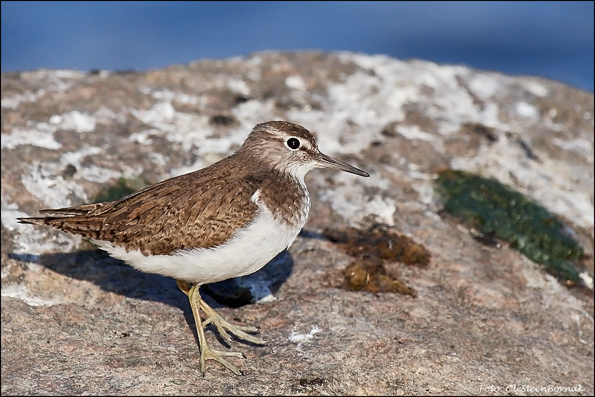 Mudderklire, Sandpiper comune