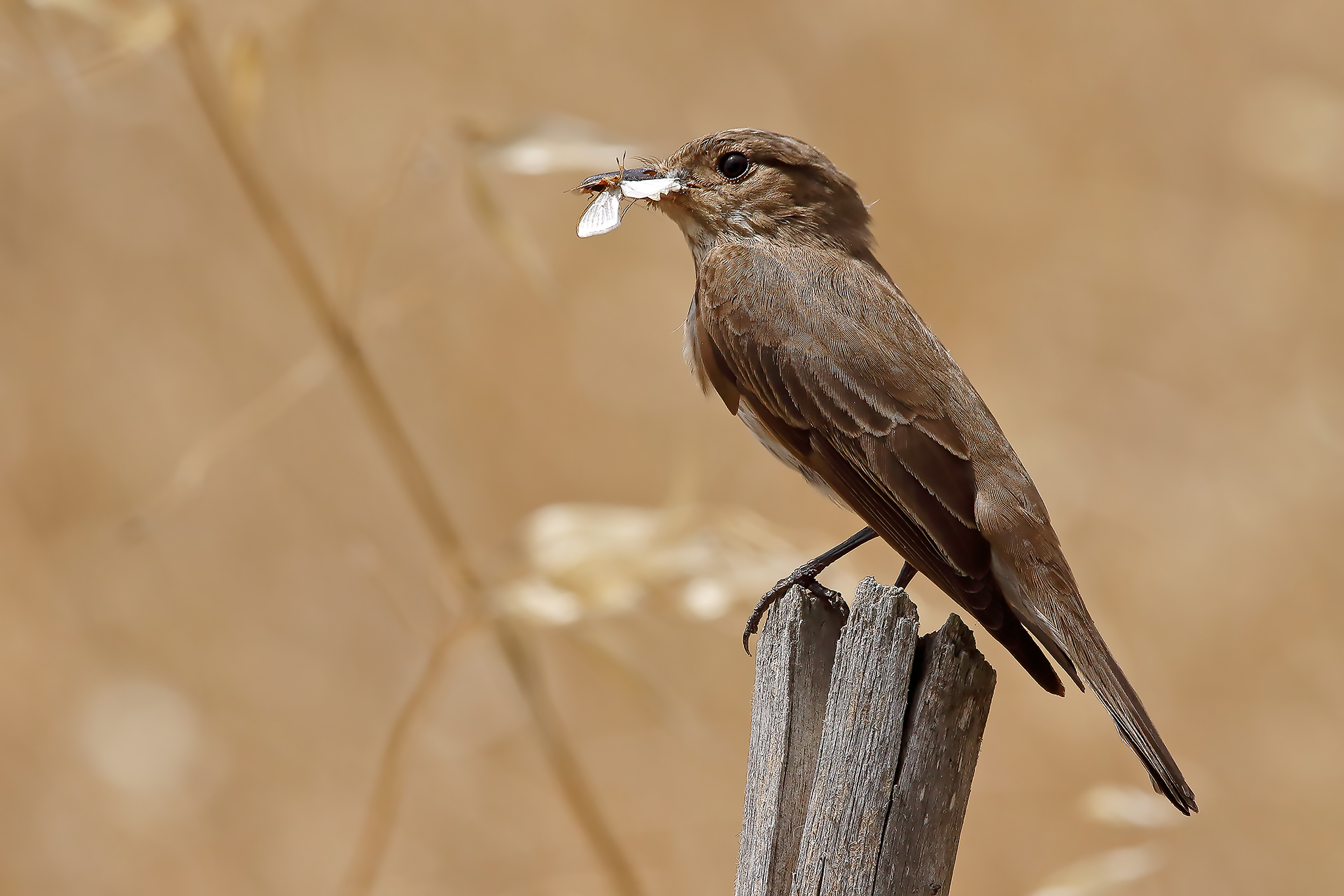 pigliamosche....e non solo