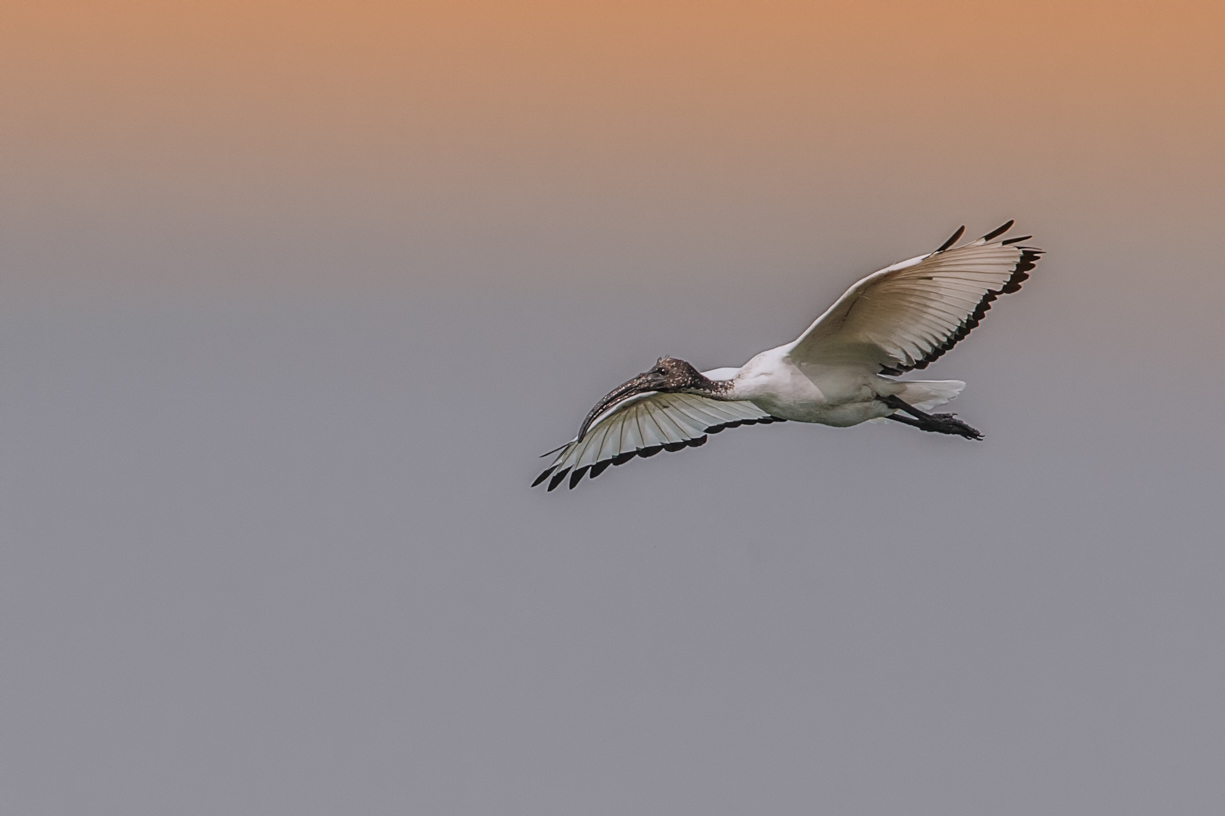 Sacred Ibis in flight