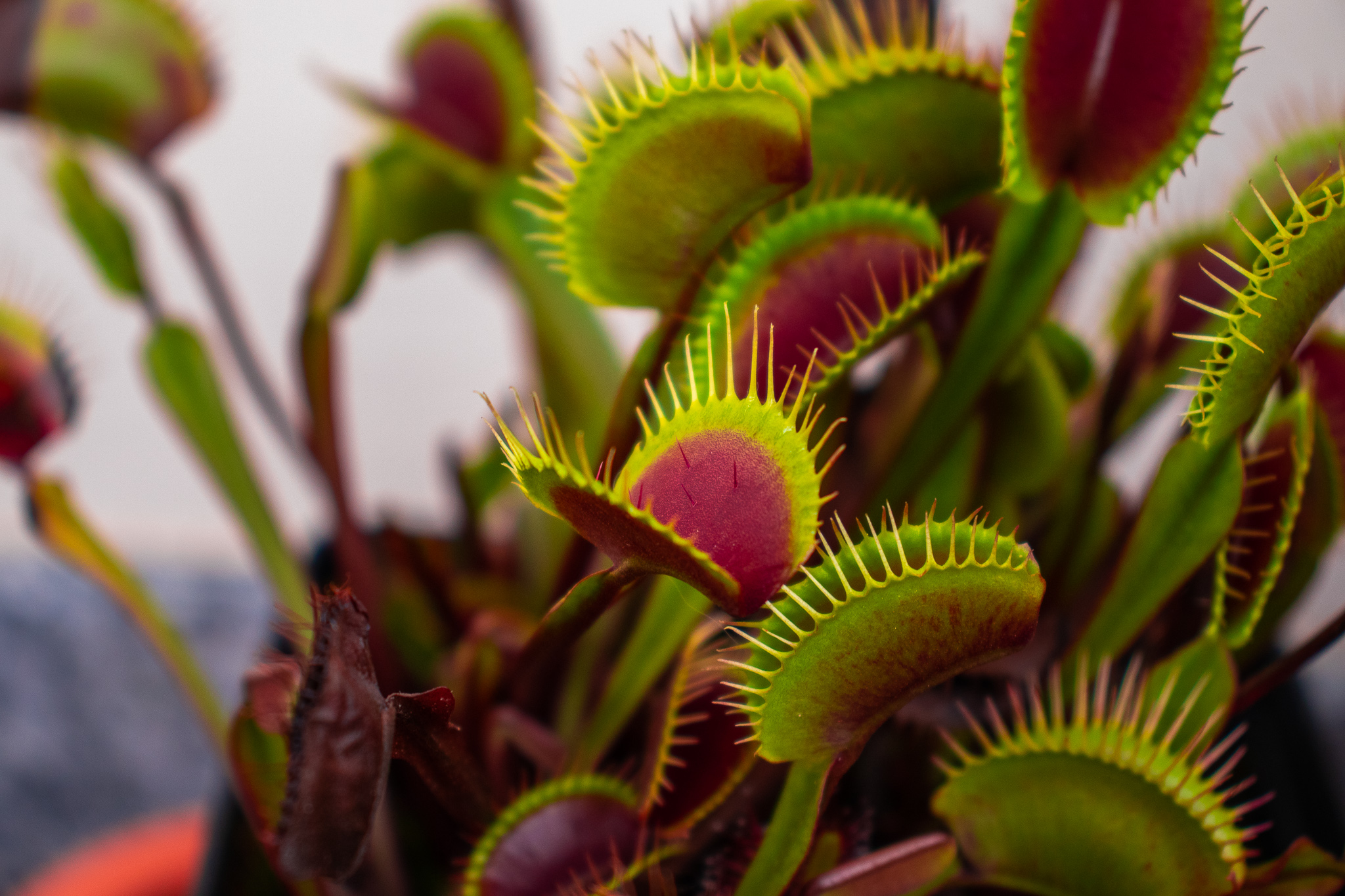 Dionaea Muscipula
