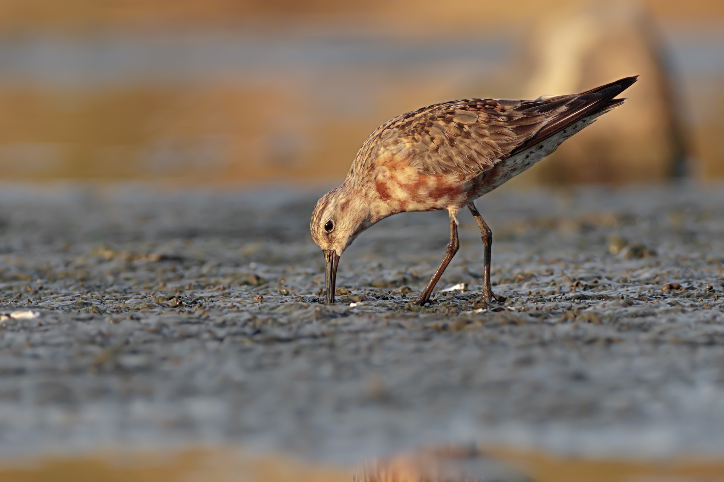 Sanderling