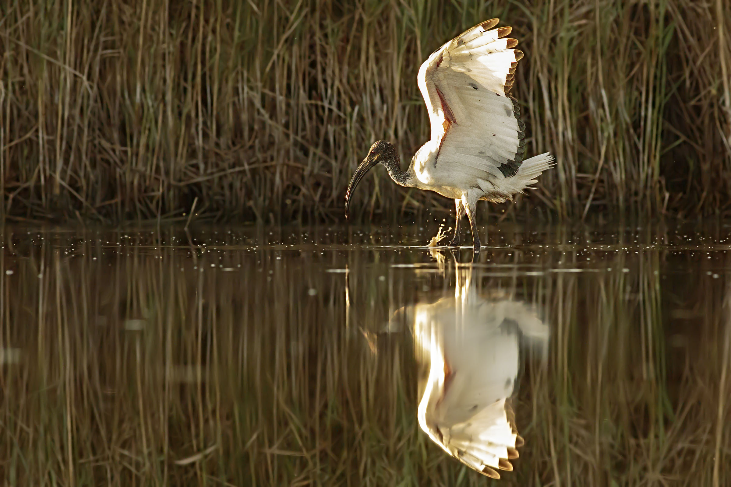 Sacred Ibis