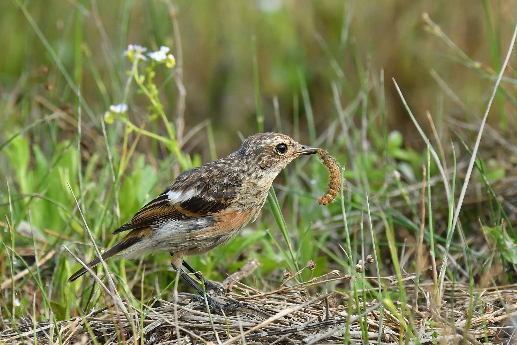 Giovane Saltimpalo con preda