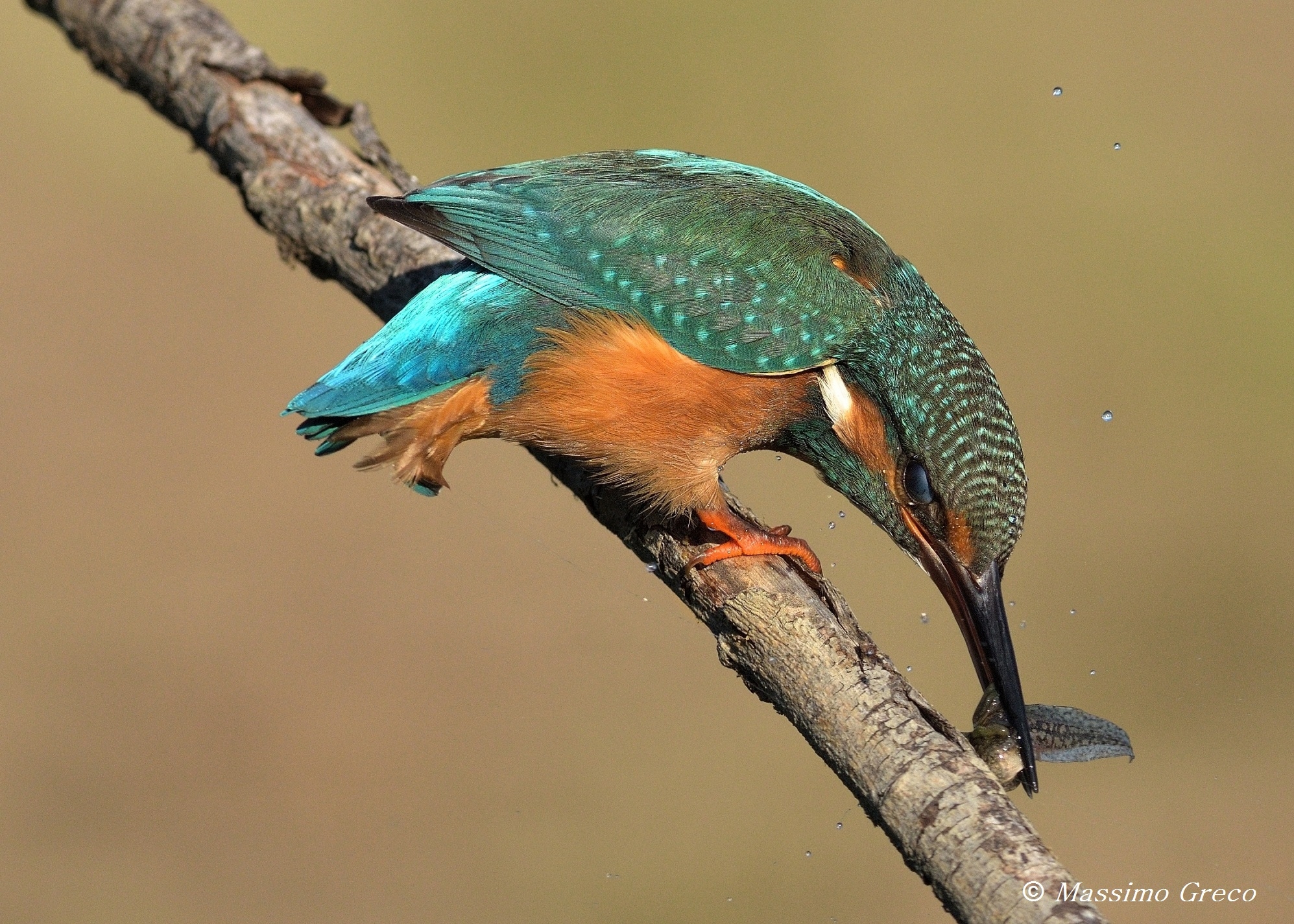 Martin... Mentre sbatte il Girino sul ramo