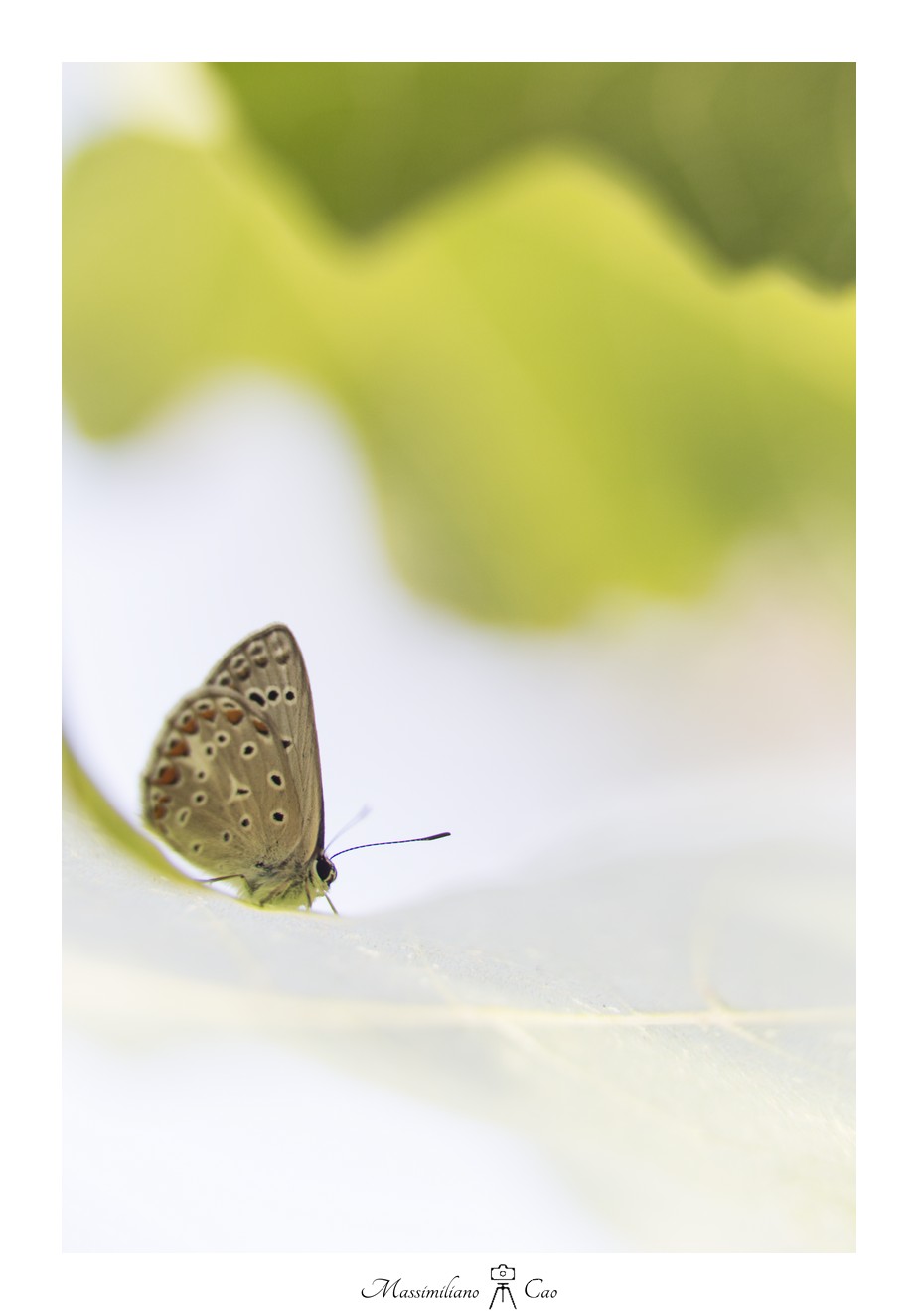 Dancing in the leaves