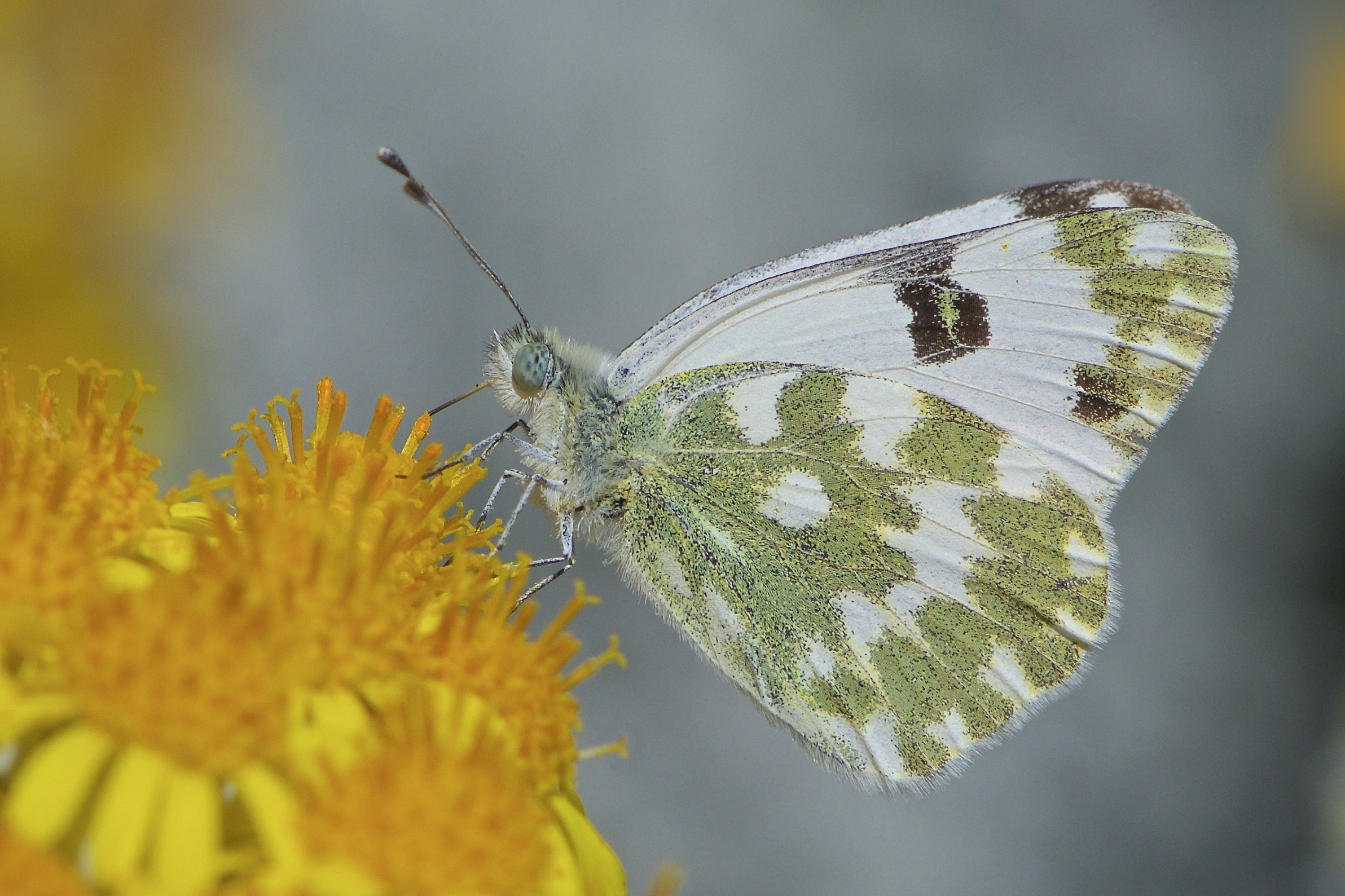 Pieris daplidice