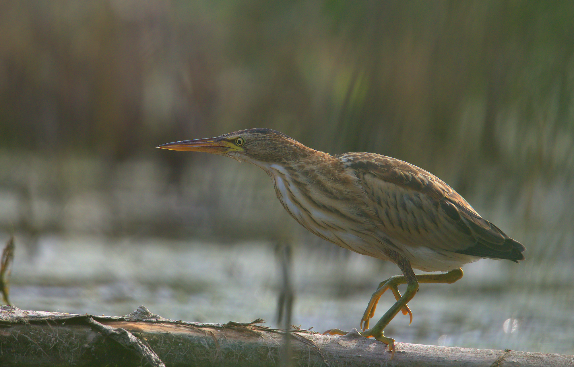 Little Bittern